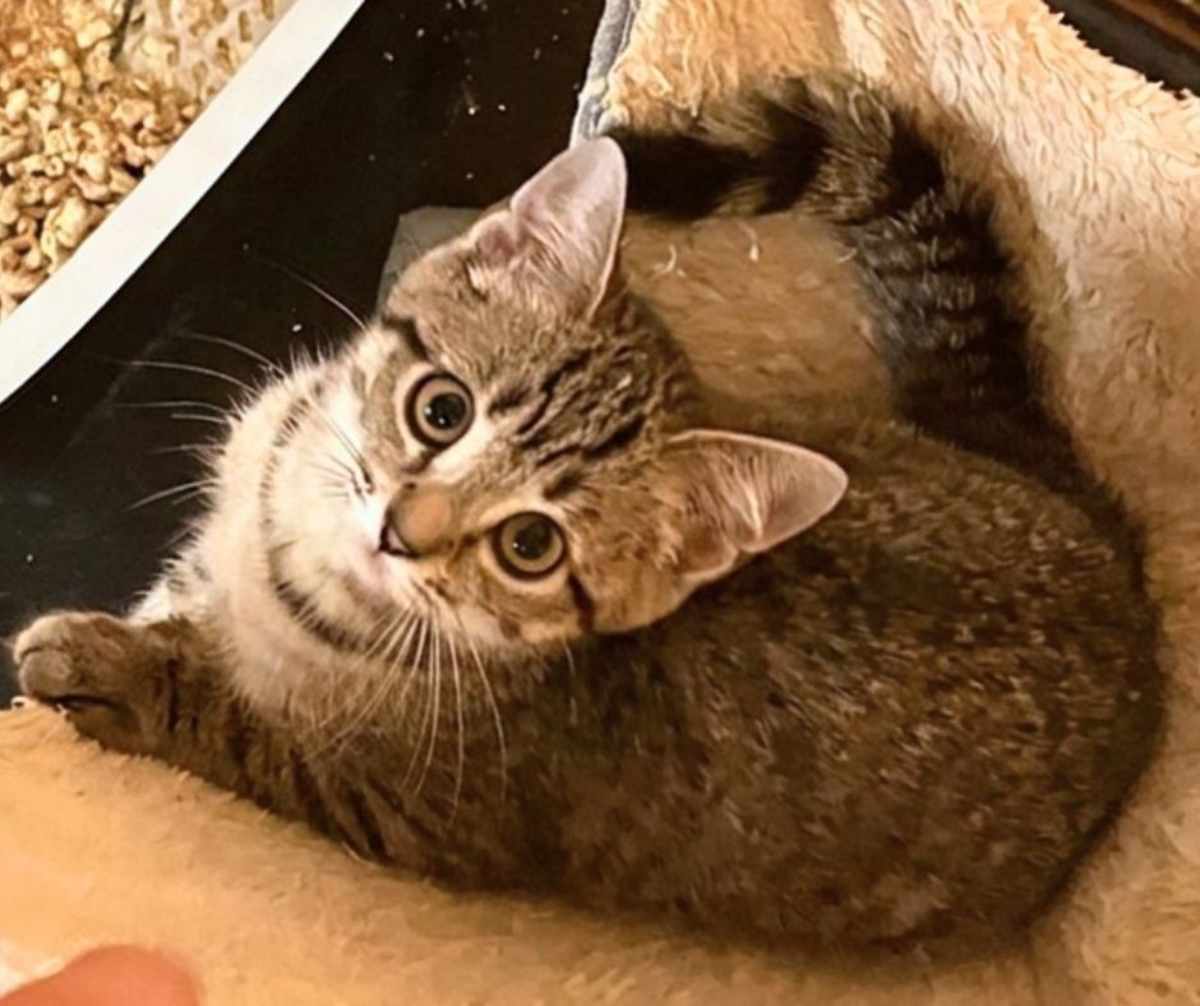 RAYLA - Domestic Mediumhair available for adoption