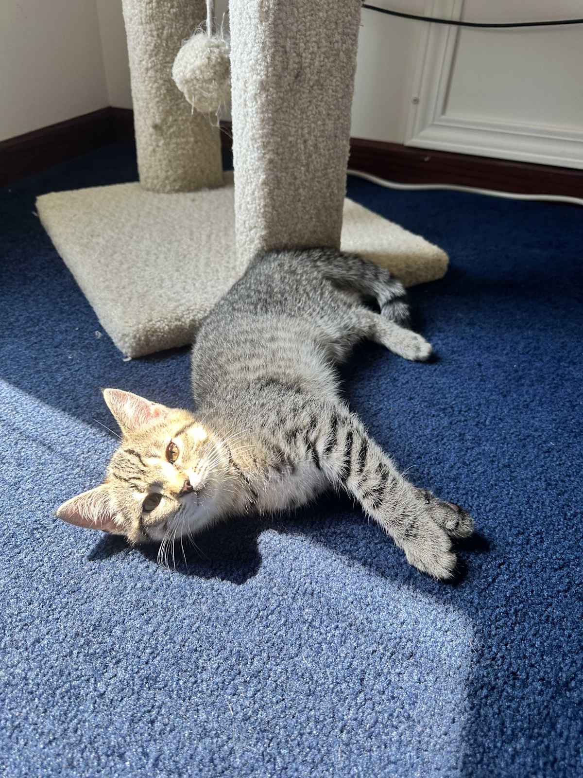RAYLA - Domestic Mediumhair for adoption in Naperville
