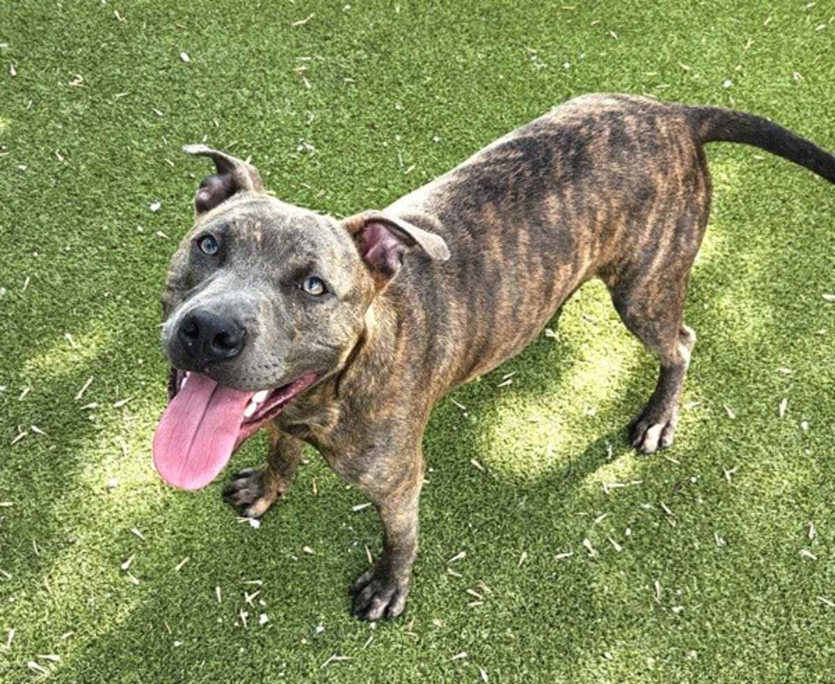 BENDER - American Pit Bull Terrier available for adoption
