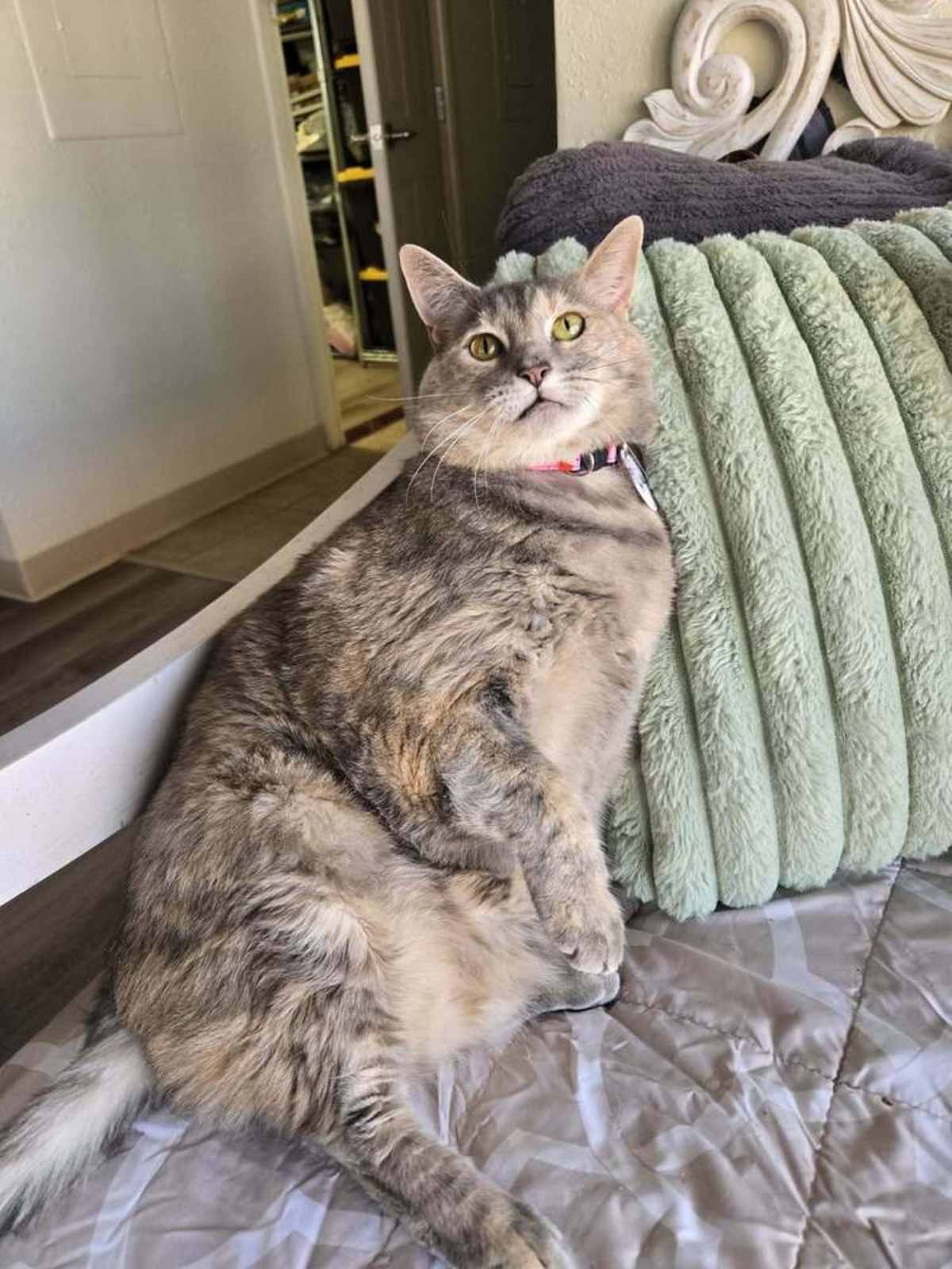 HILDE - Domestic Shorthair for adoption in Tucson