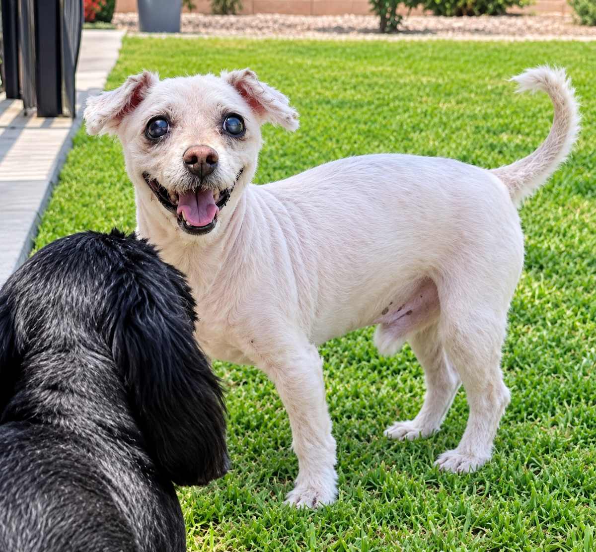 BOB - Poodle (Miniature) for adoption in Tucson