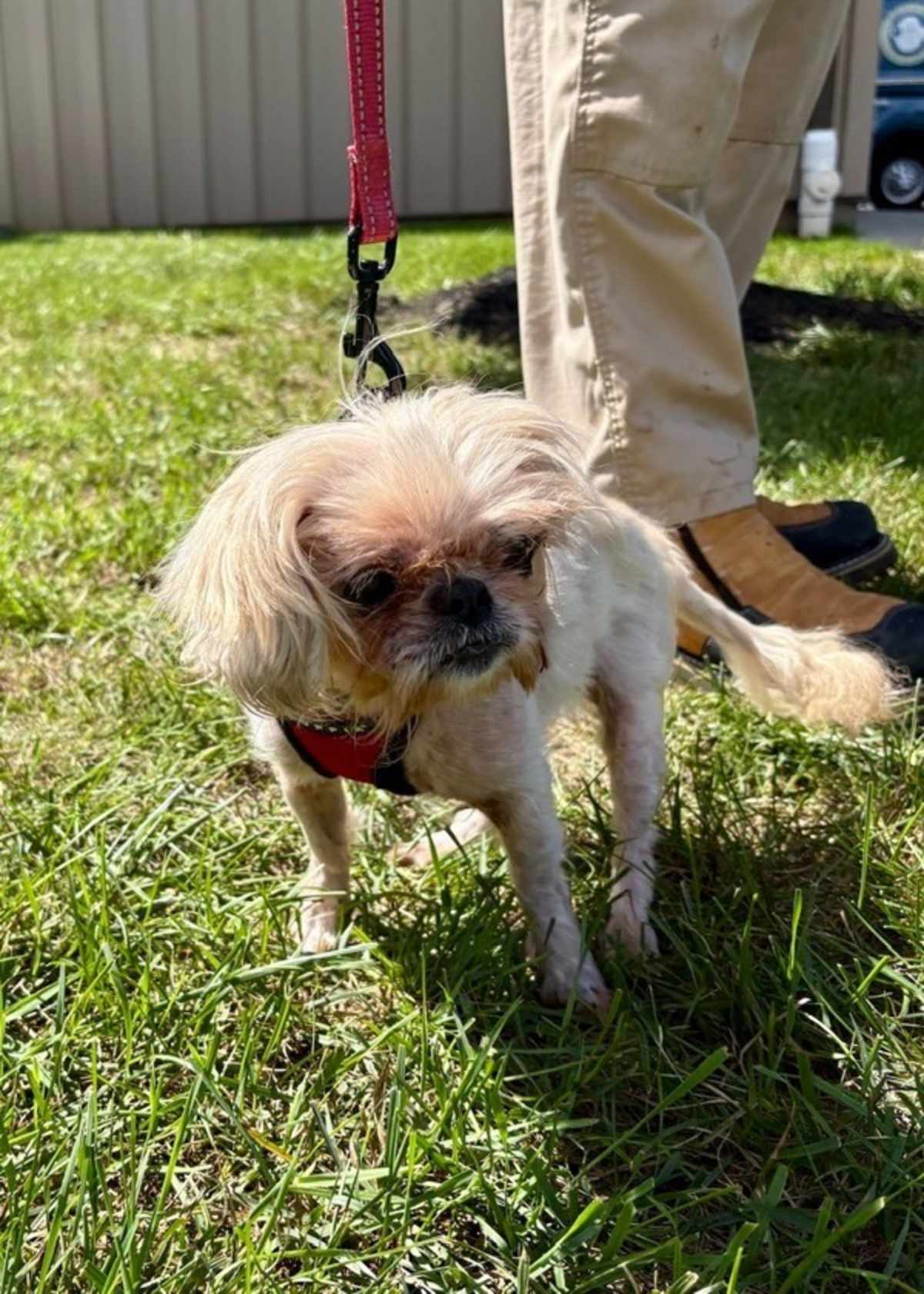 FRAPPUCCINO (IN FOSTER) - Pekingese / Shih Tzu available for adoption
