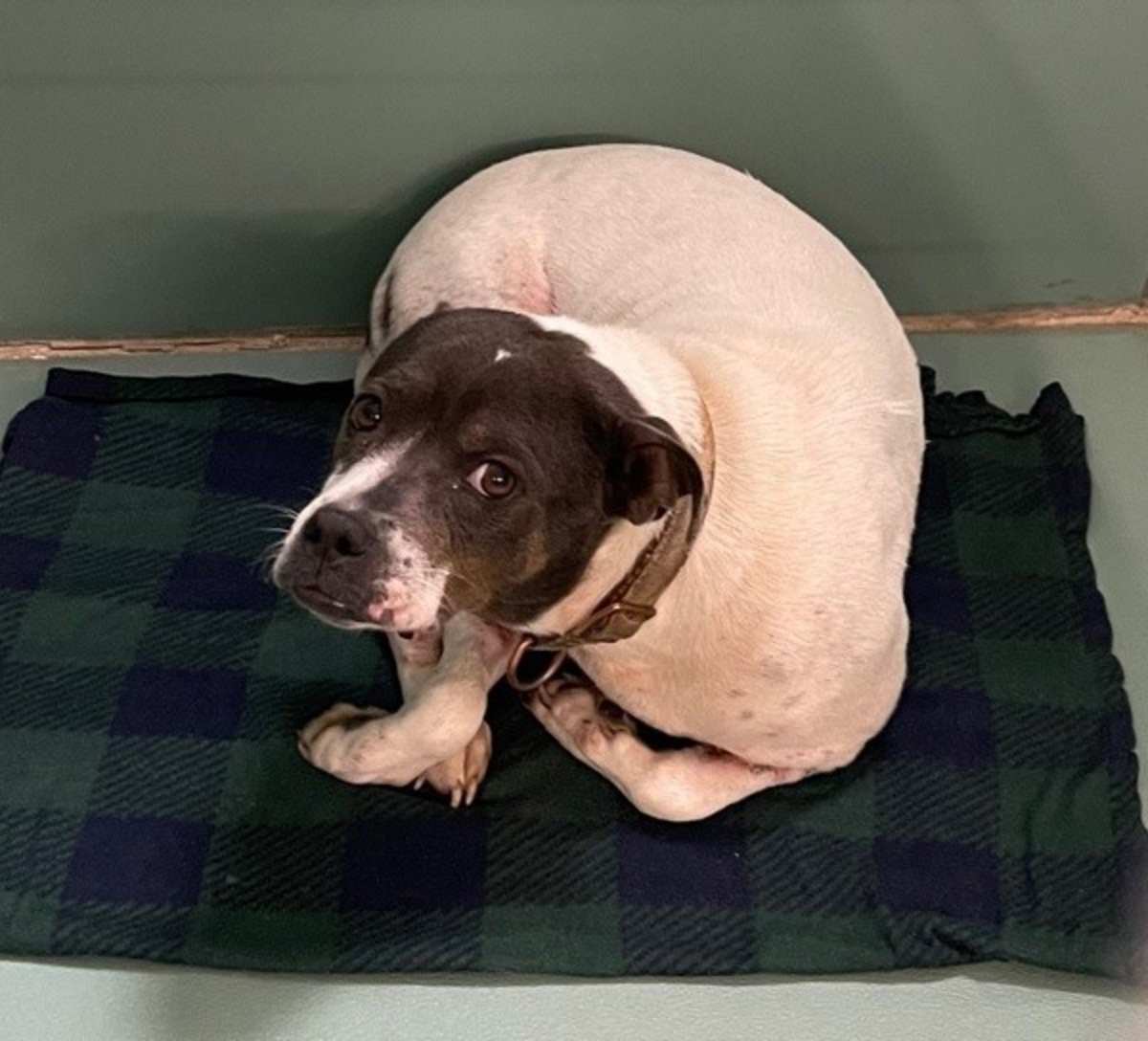 RAYGUN - American Pit Bull Terrier available for adoption