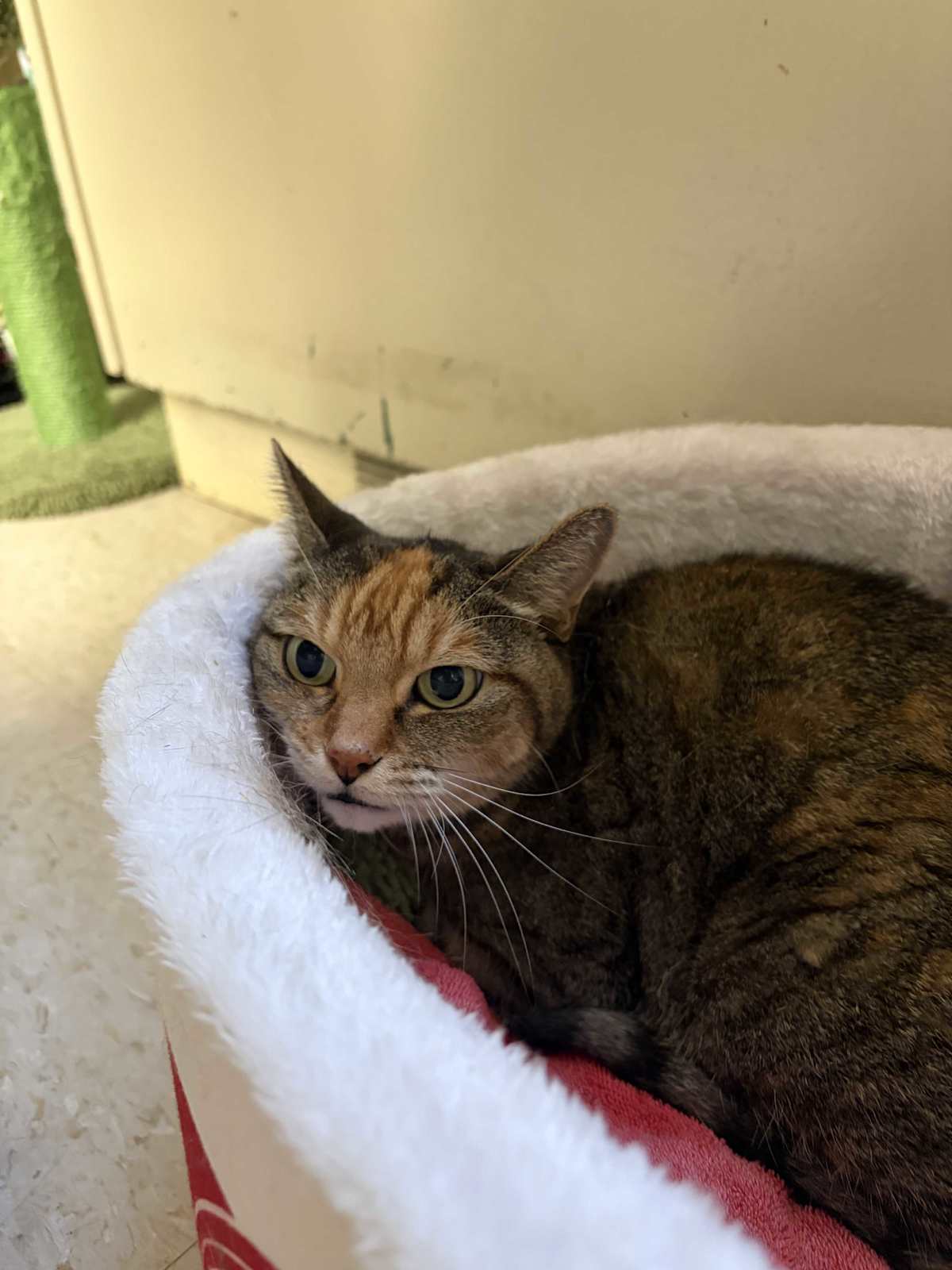 TABBY - Calico for adoption in Warwick