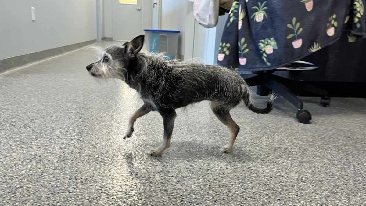 ITTY BITTY - Chihuahua / Terrier (Unknown Type, Small) available for adoption