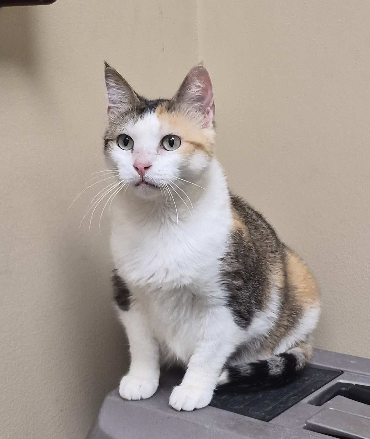 DIXIE - Calico for adoption in Aurora
