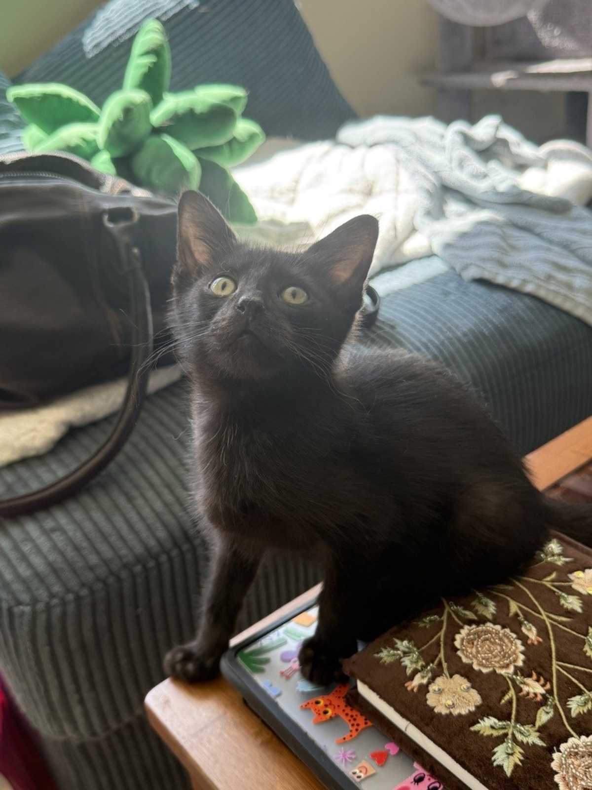 TEMPLETON - Domestic Shorthair available for adoption