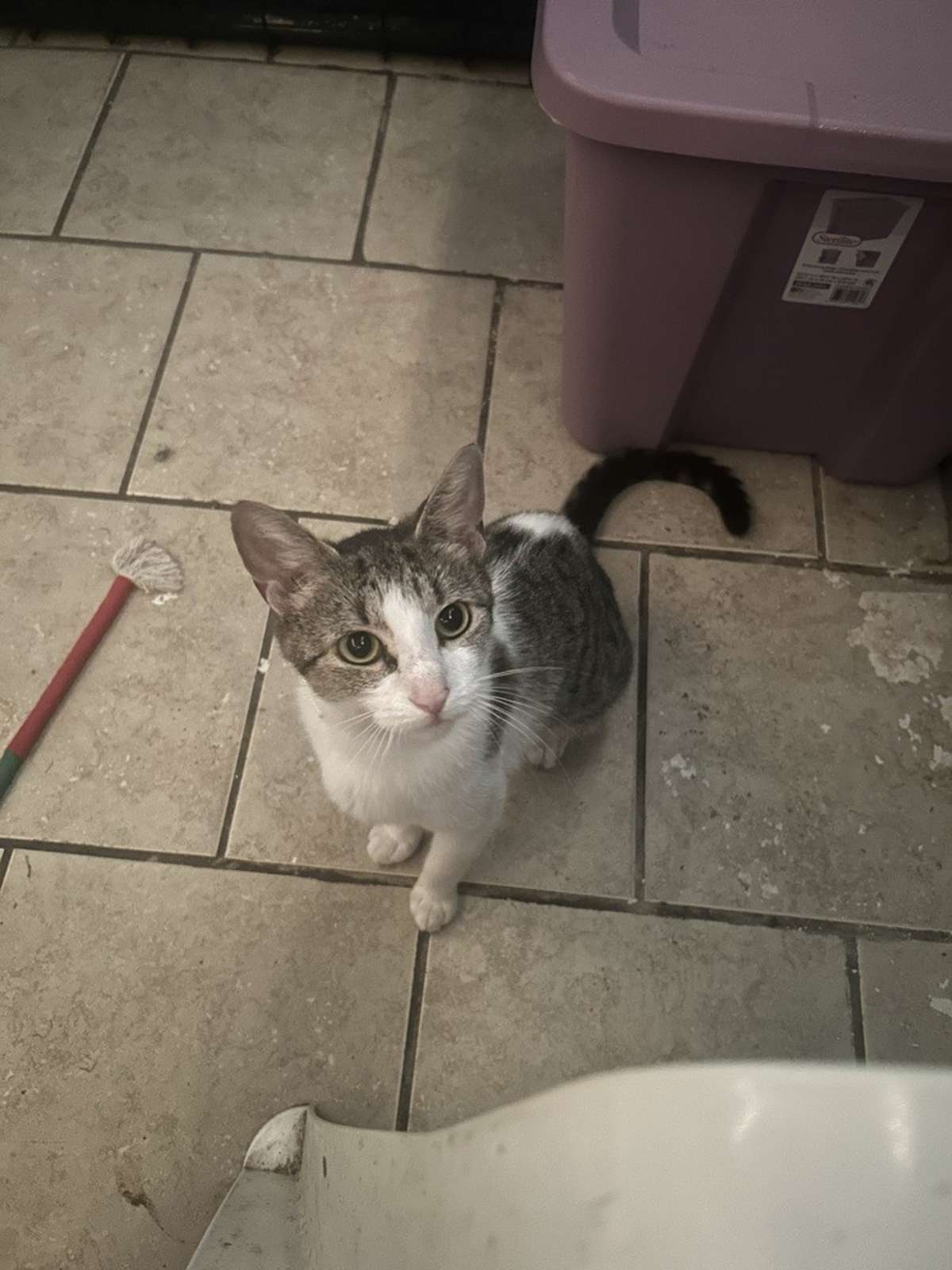 TITA - Domestic Shorthair available for adoption