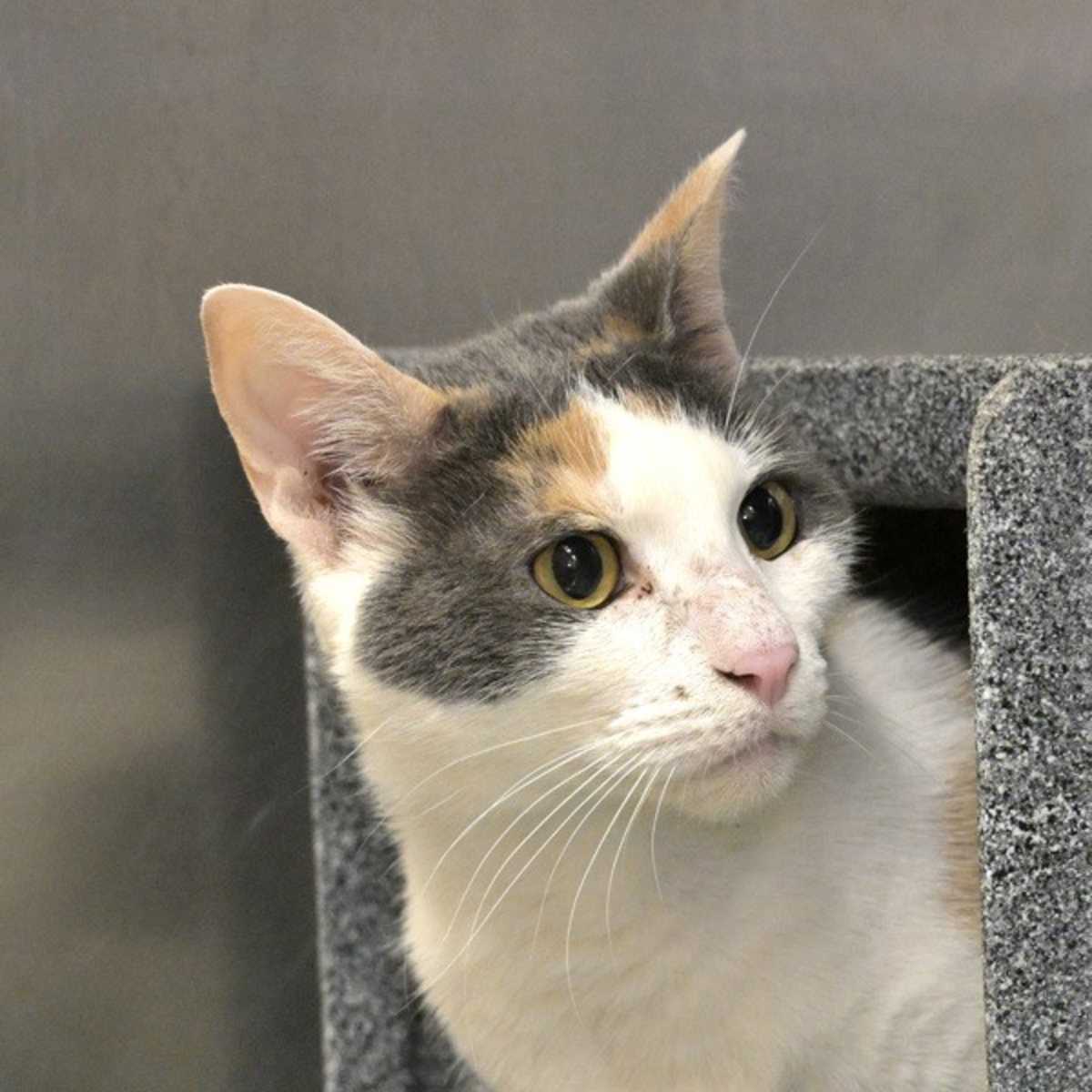 ATHENA - Domestic Shorthair available for adoption