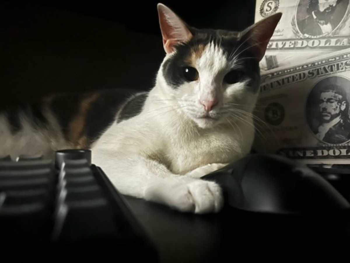 ATHENA - Domestic Shorthair available for adoption