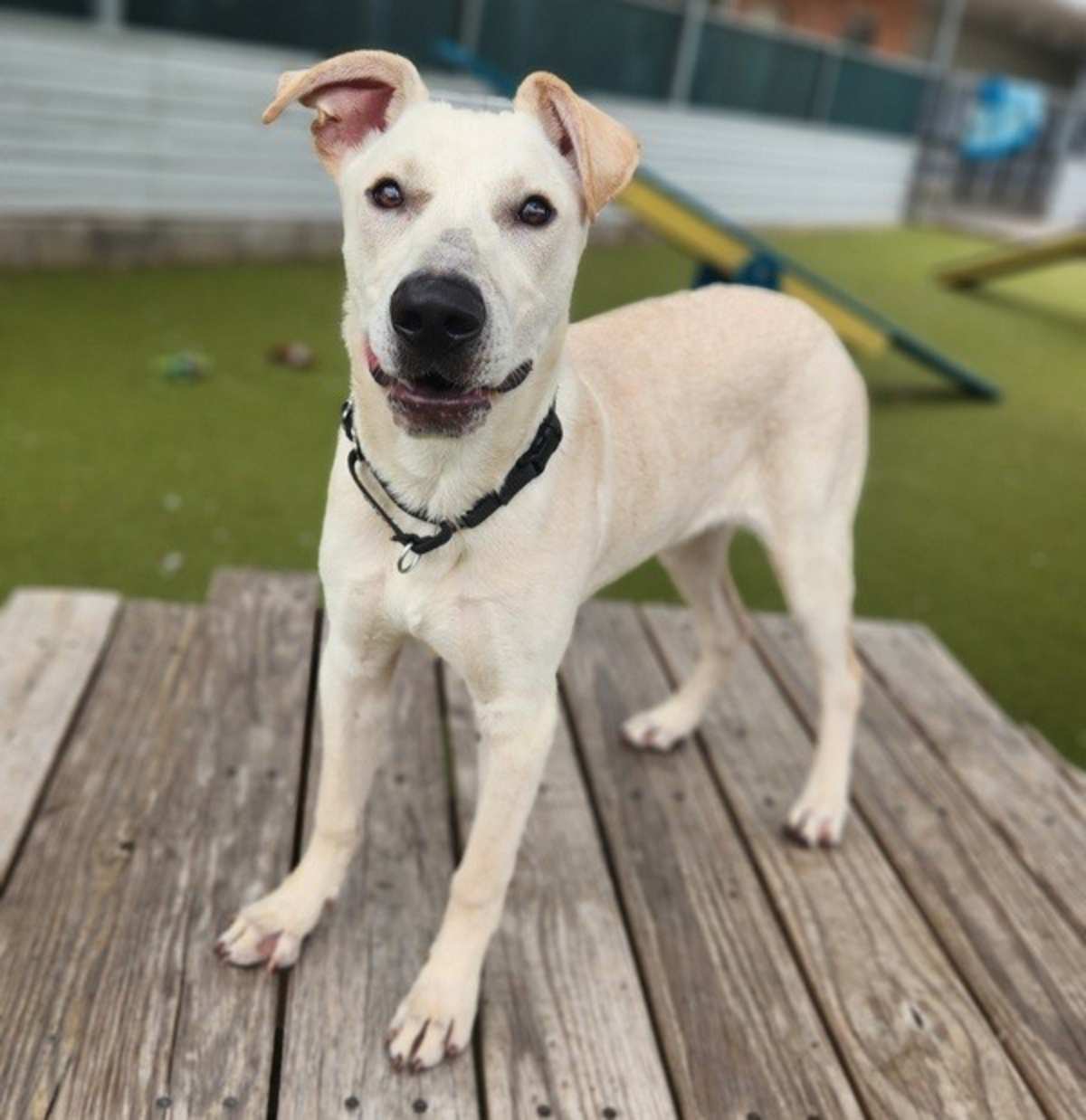 MARCUS - Labrador Retriever available for adoption