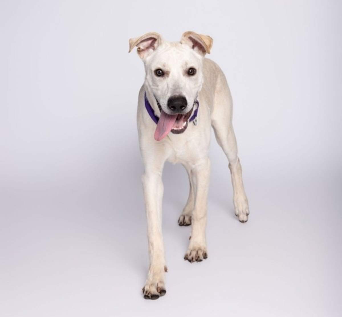 MARCUS - Labrador Retriever available for adoption