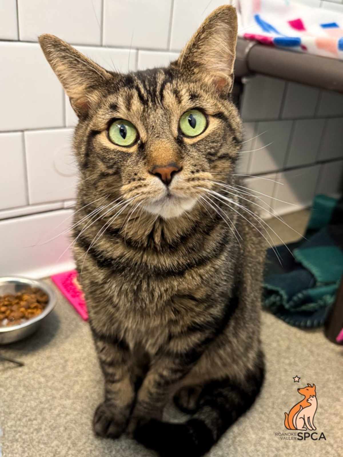 PHIL - Domestic Shorthair for adoption in Roanoke