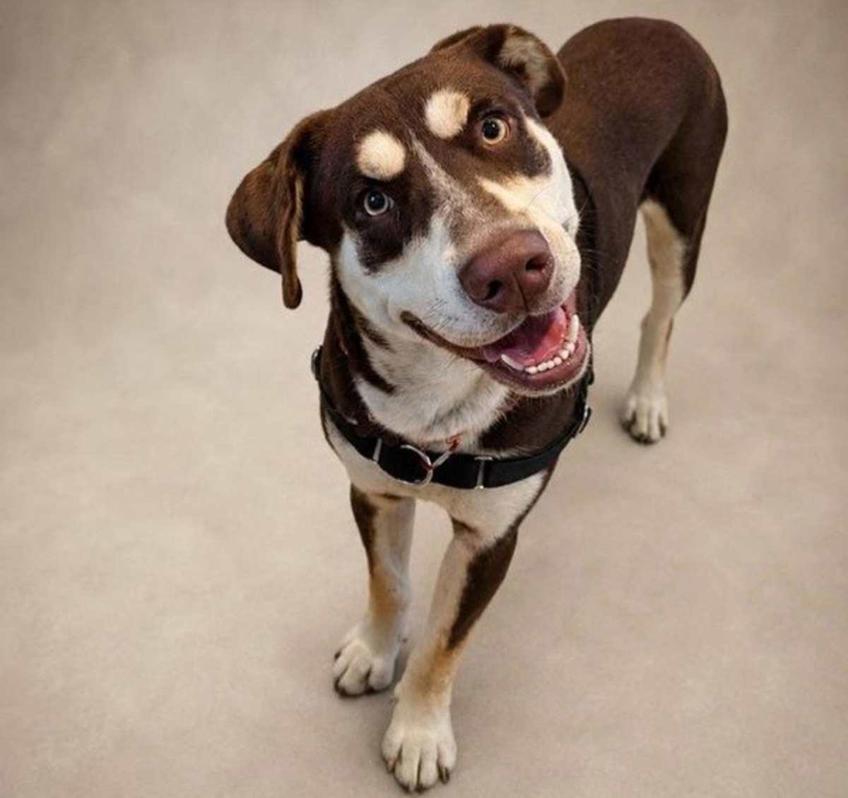 BUDDY - Labrador Retriever / Siberian Husky available for adoption