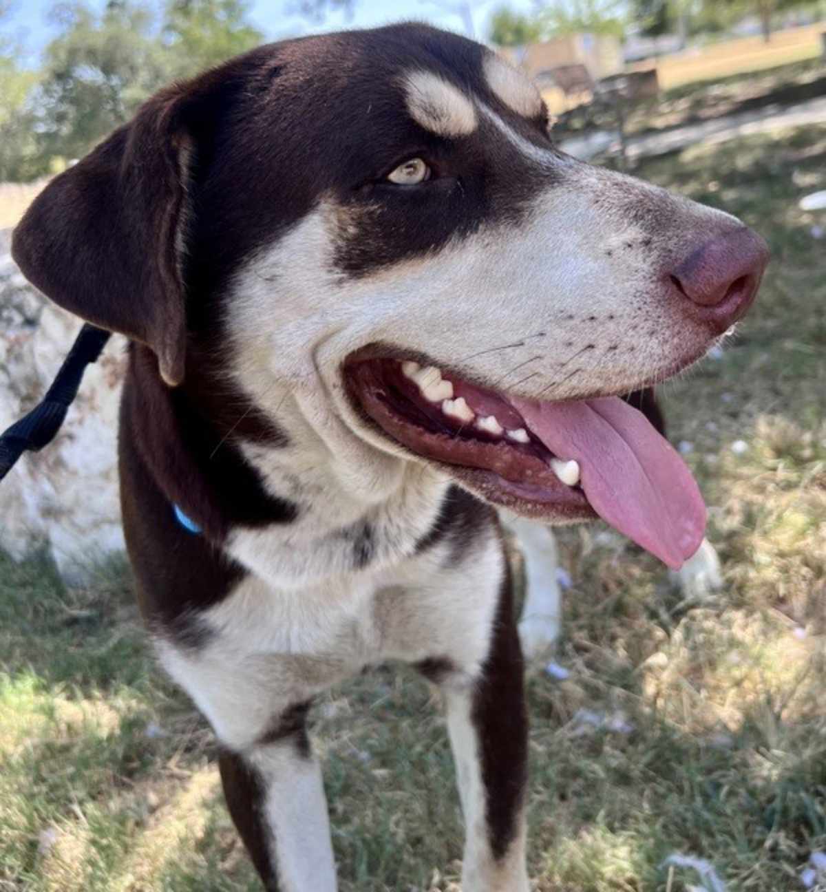 BUDDY - Labrador Retriever / Siberian Husky available for adoption