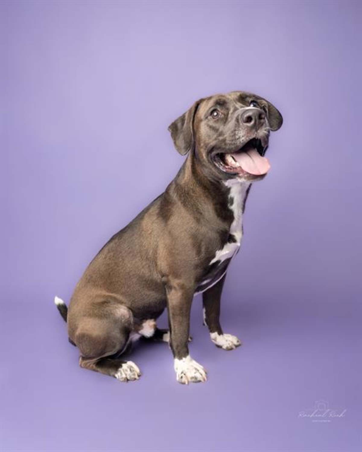 ZUBY - Mixed Breed (Medium) available for adoption