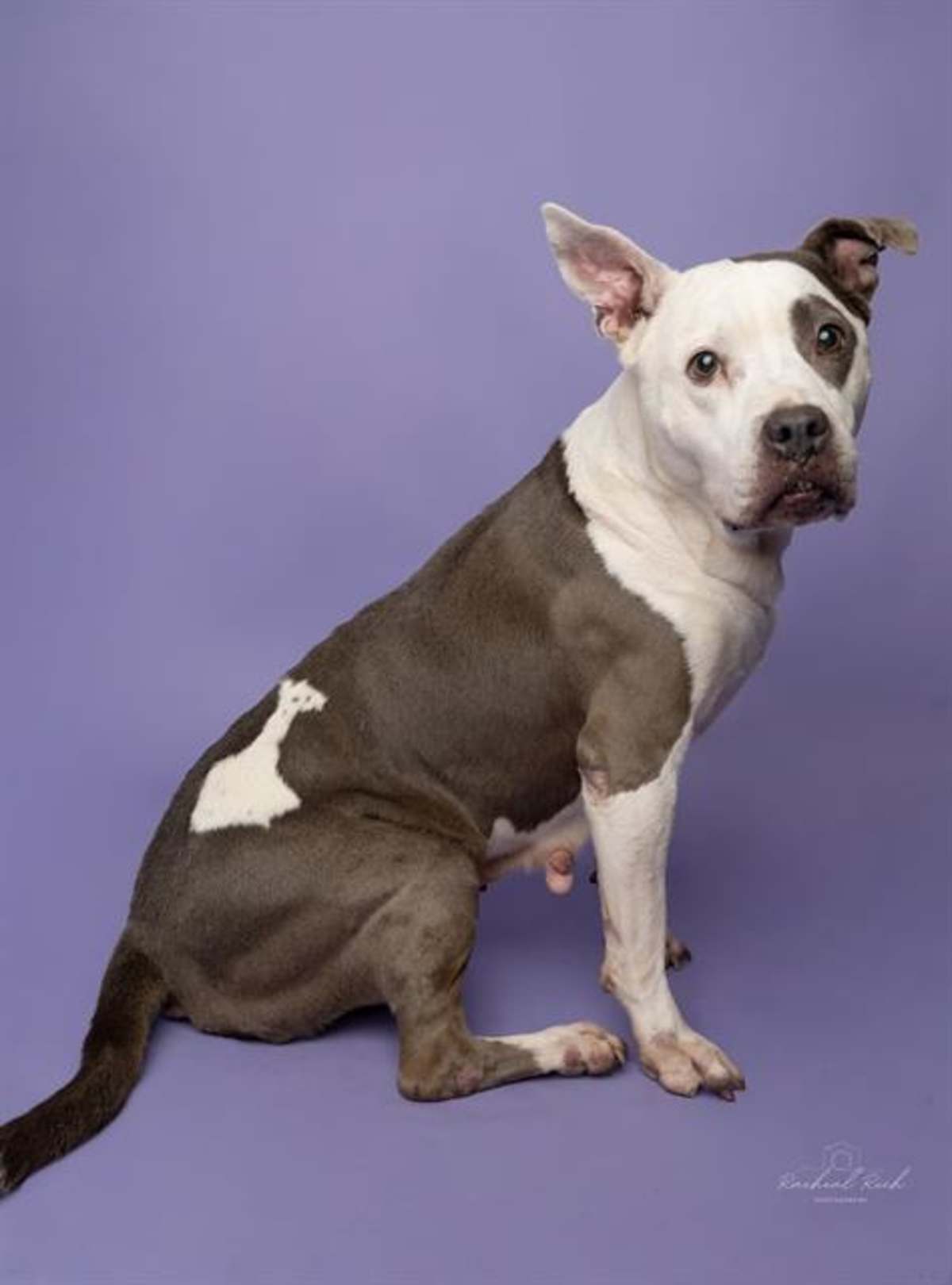 BELLA - American Pit Bull Terrier available for adoption