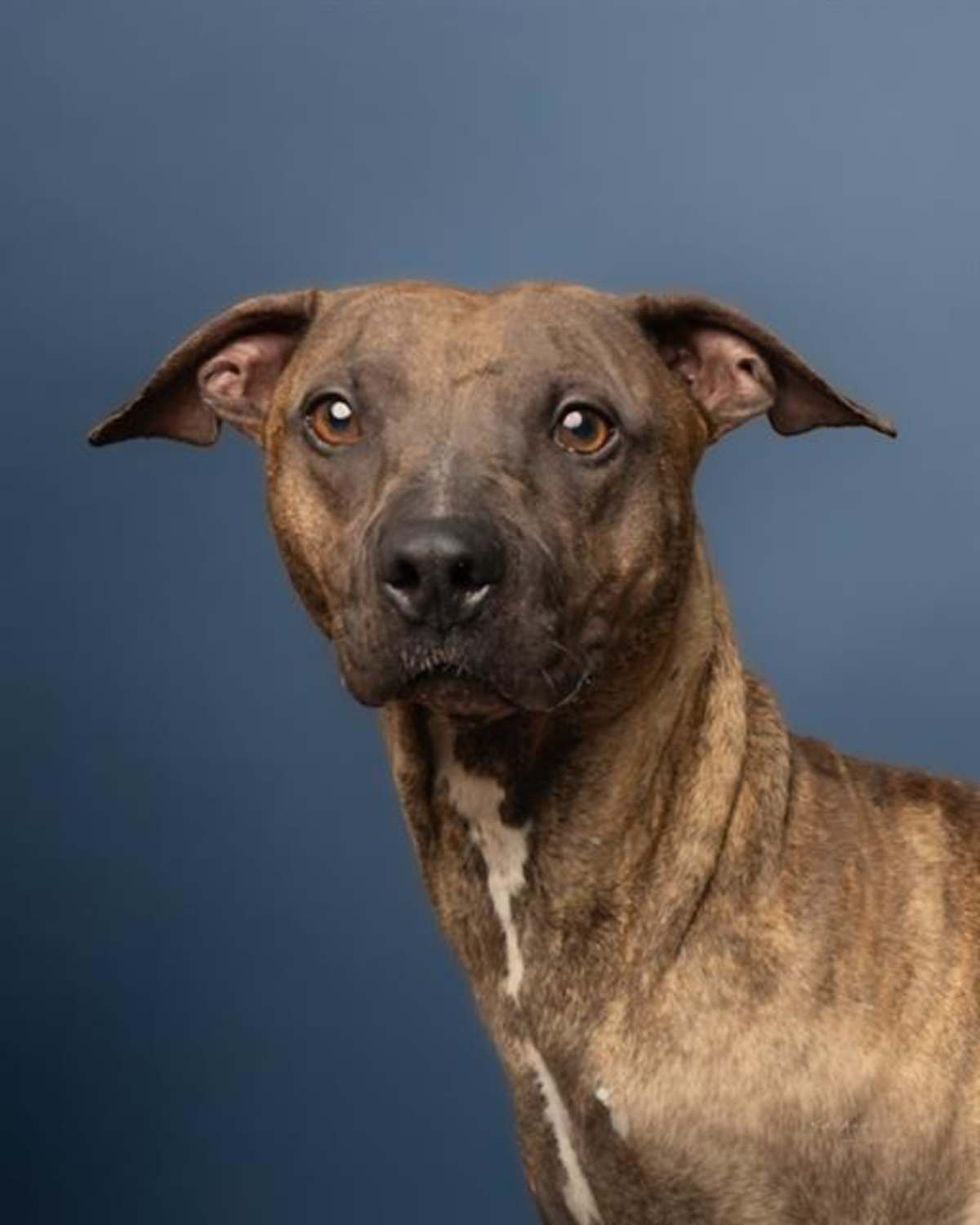 PRINCESS - American Pit Bull Terrier for adoption in Charlotte