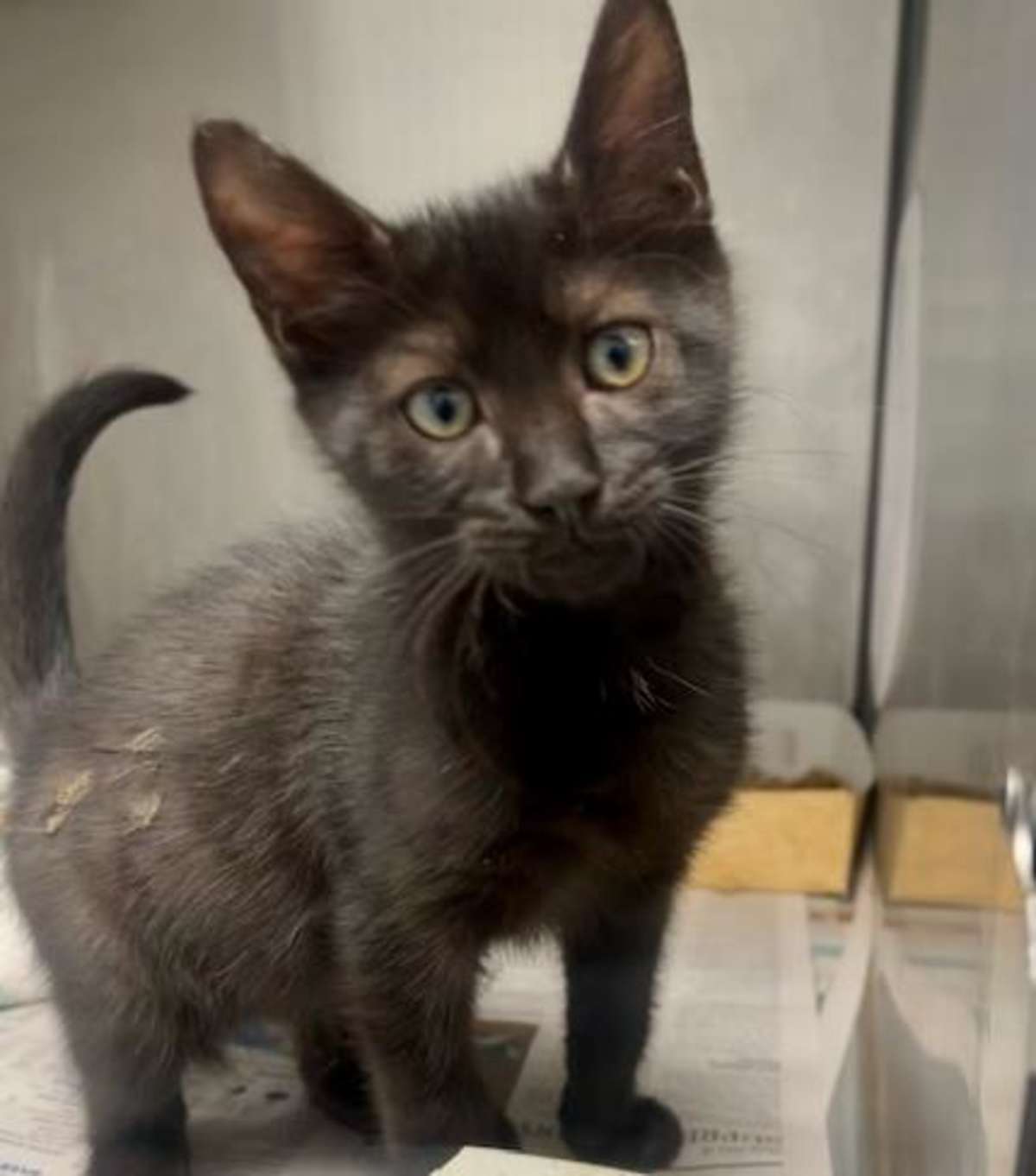 HARRISON - Domestic Shorthair for adoption in Charlotte