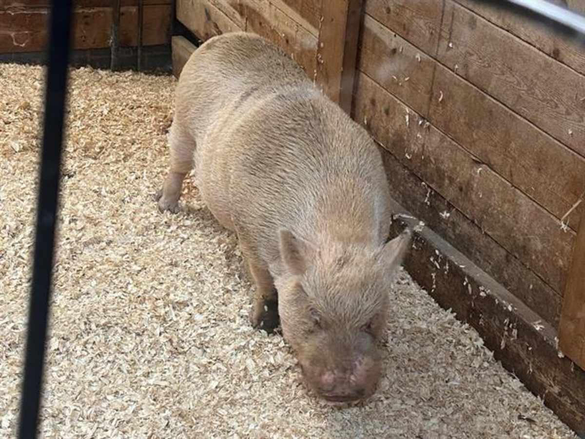 CHARLOTTE - Pig (Farm) available for adoption