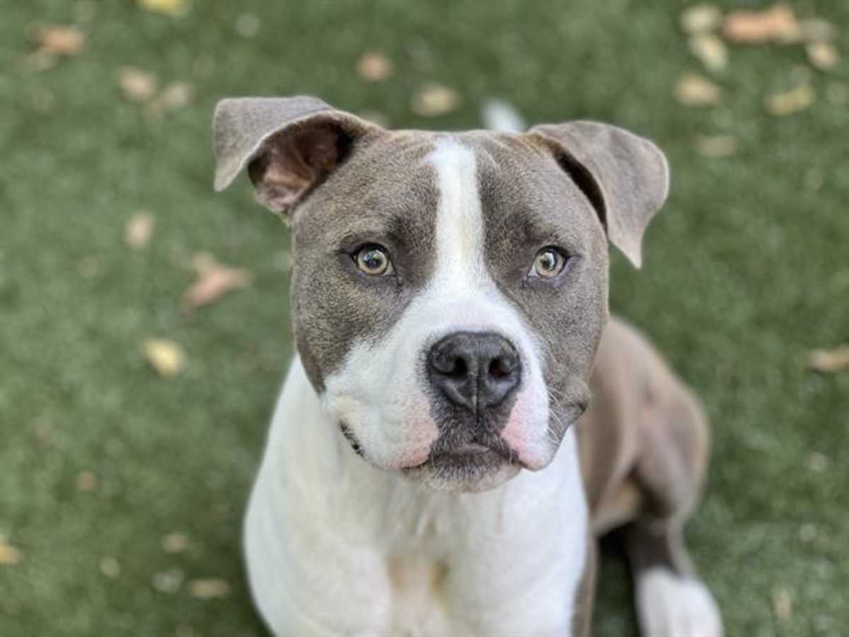 COOPER - American Pit Bull Terrier available for adoption