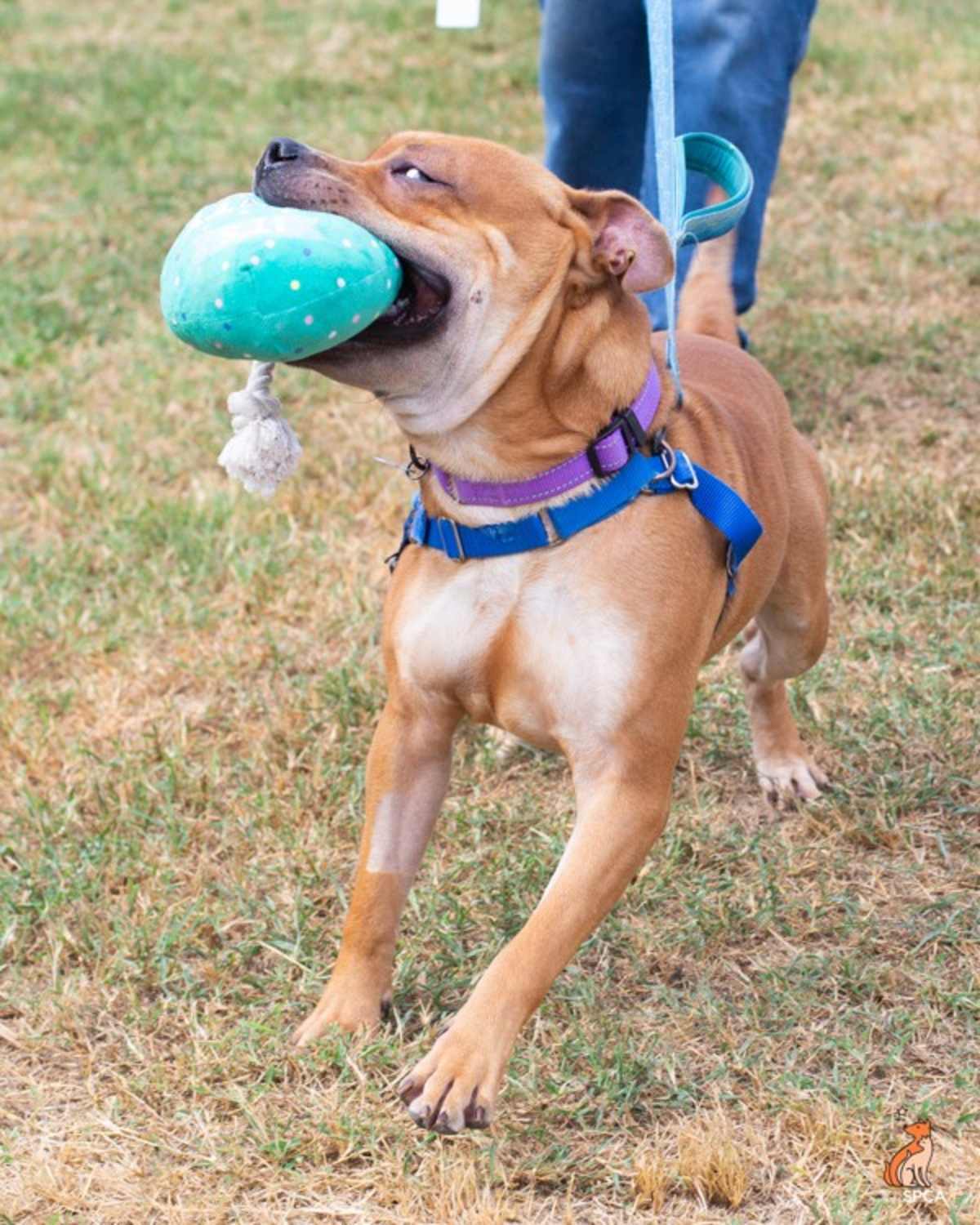 KISSY FACE - American Pit Bull Terrier available for adoption