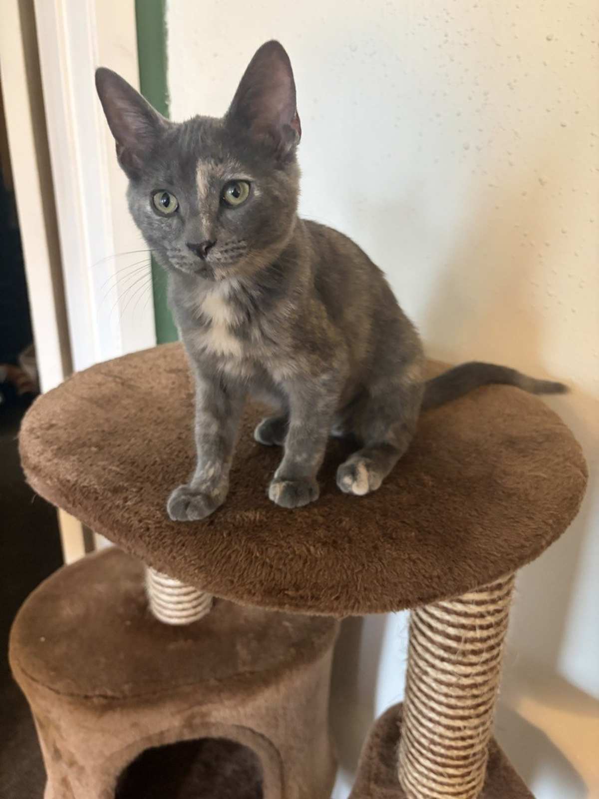 BELLA BOO - Domestic Shorthair available for adoption
