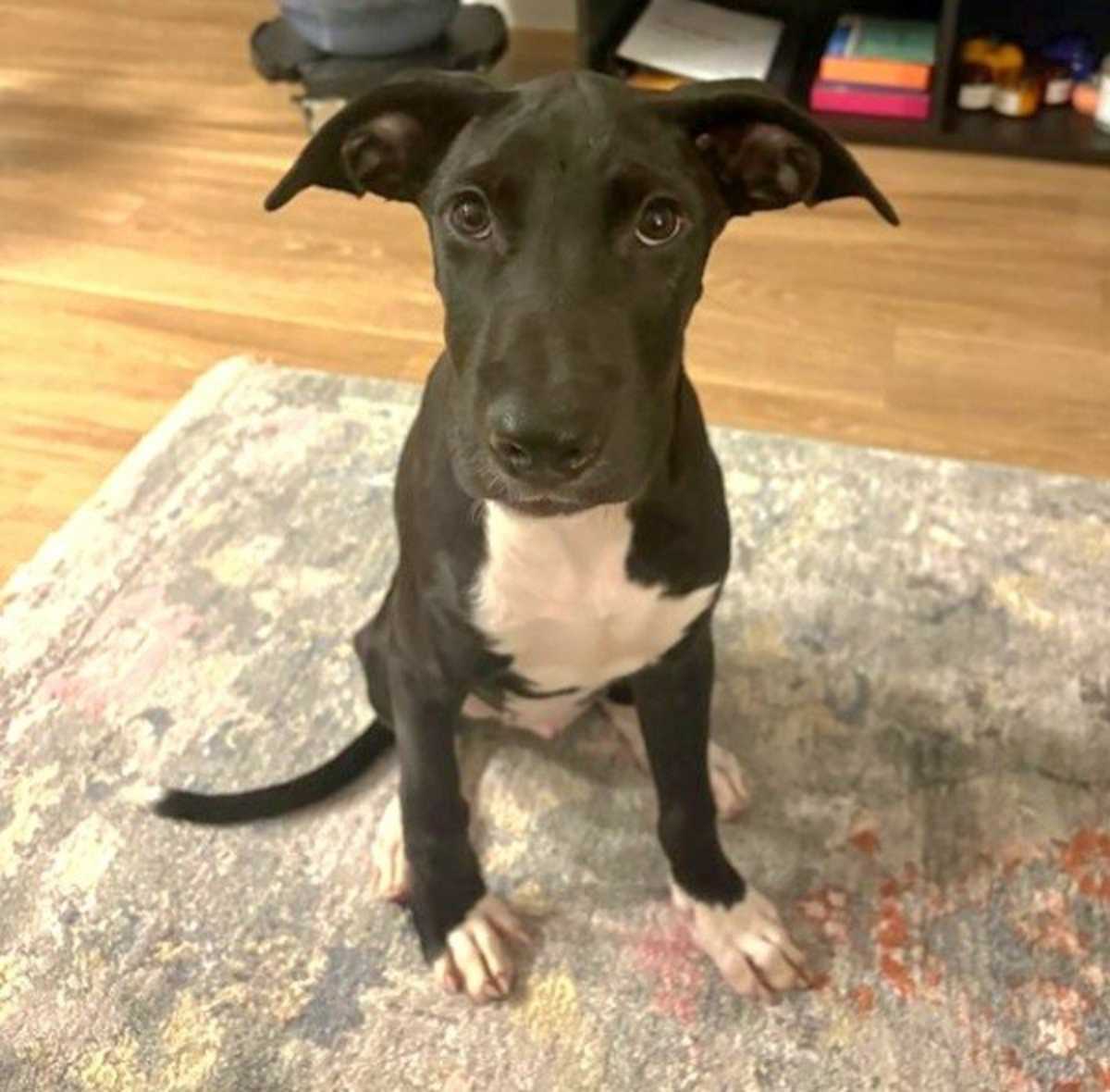 RAICHU - Labrador Retriever available for adoption