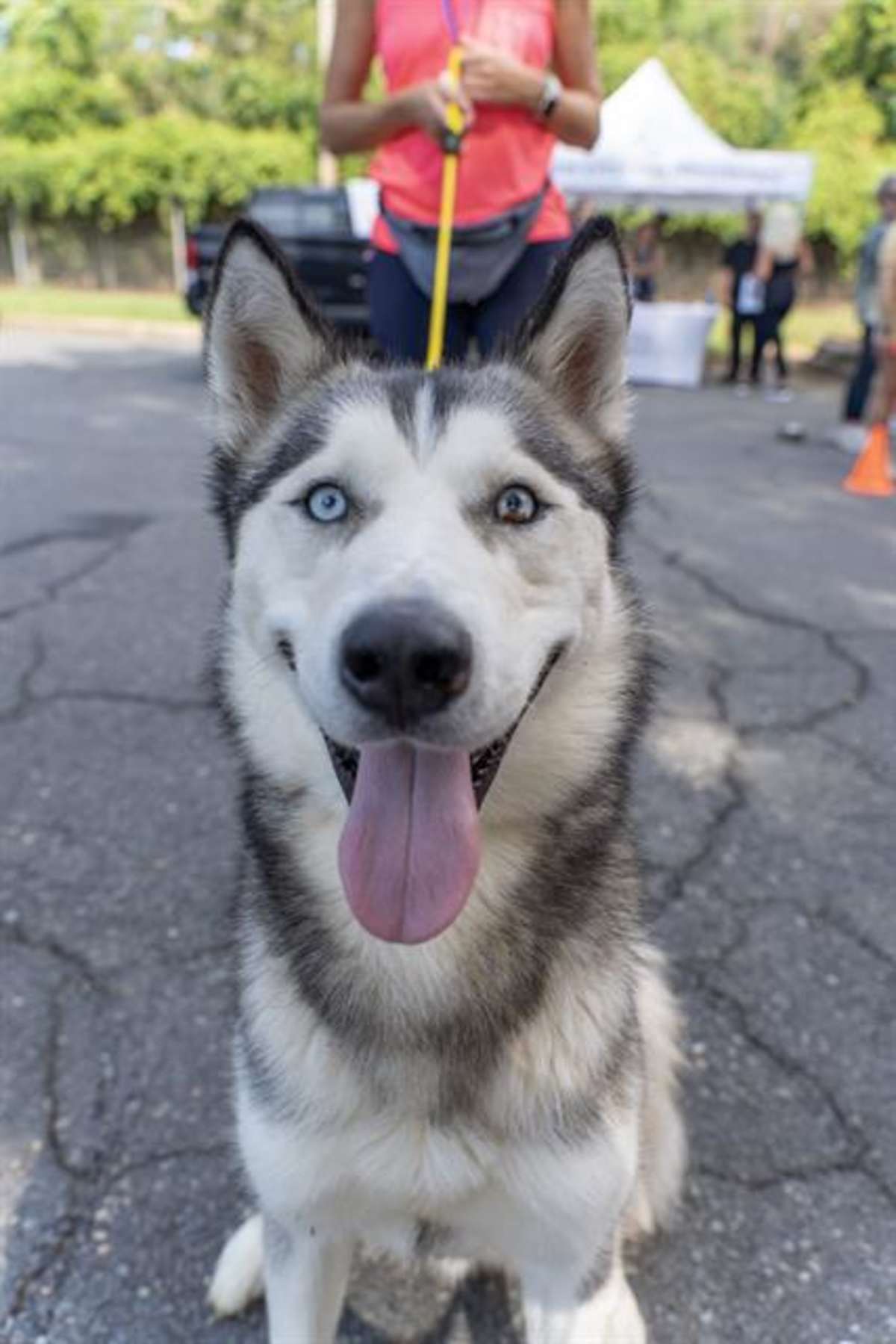 NOVA - Husky available for adoption