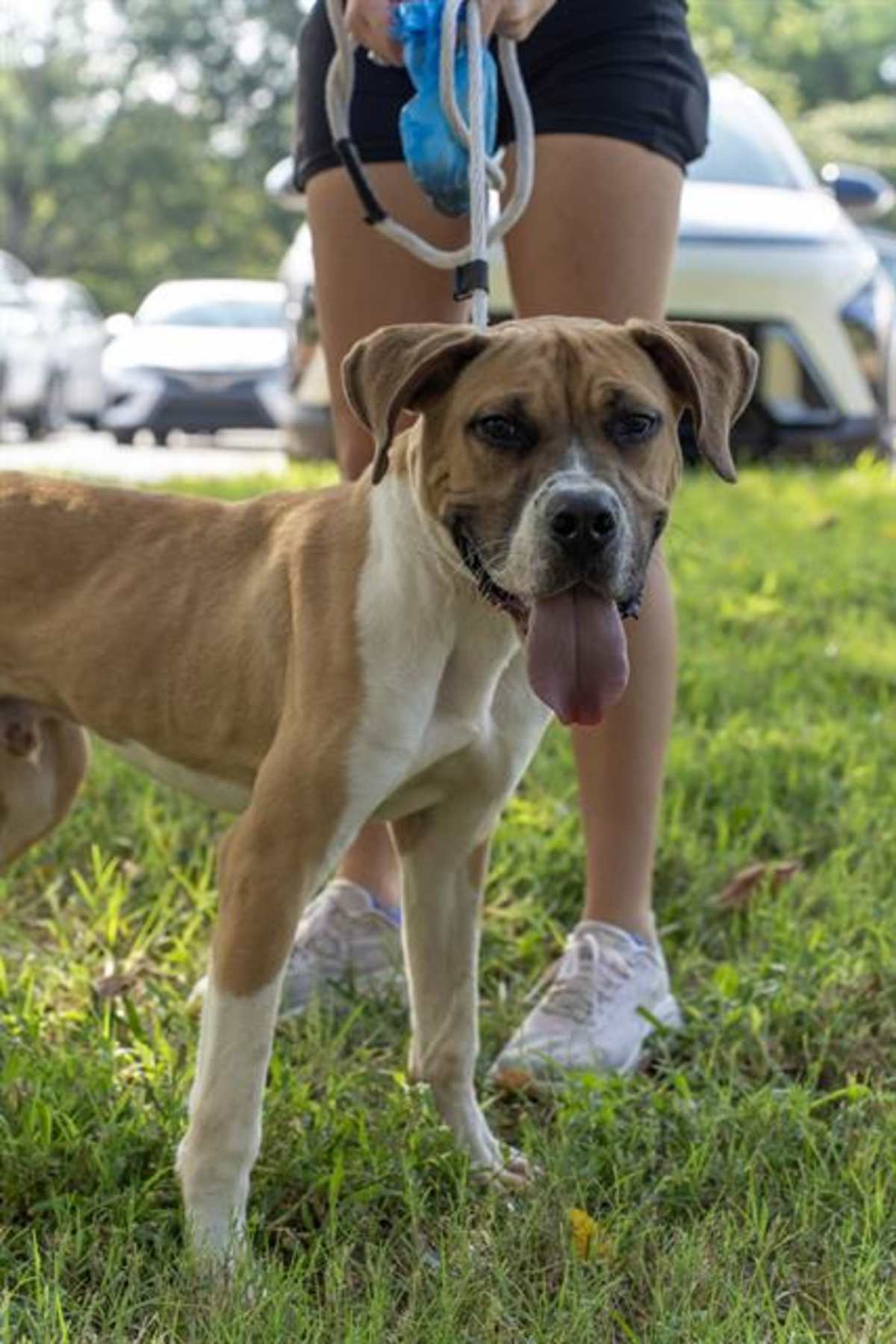 HARRY PAWTER - Mixed Breed (Medium) available for adoption