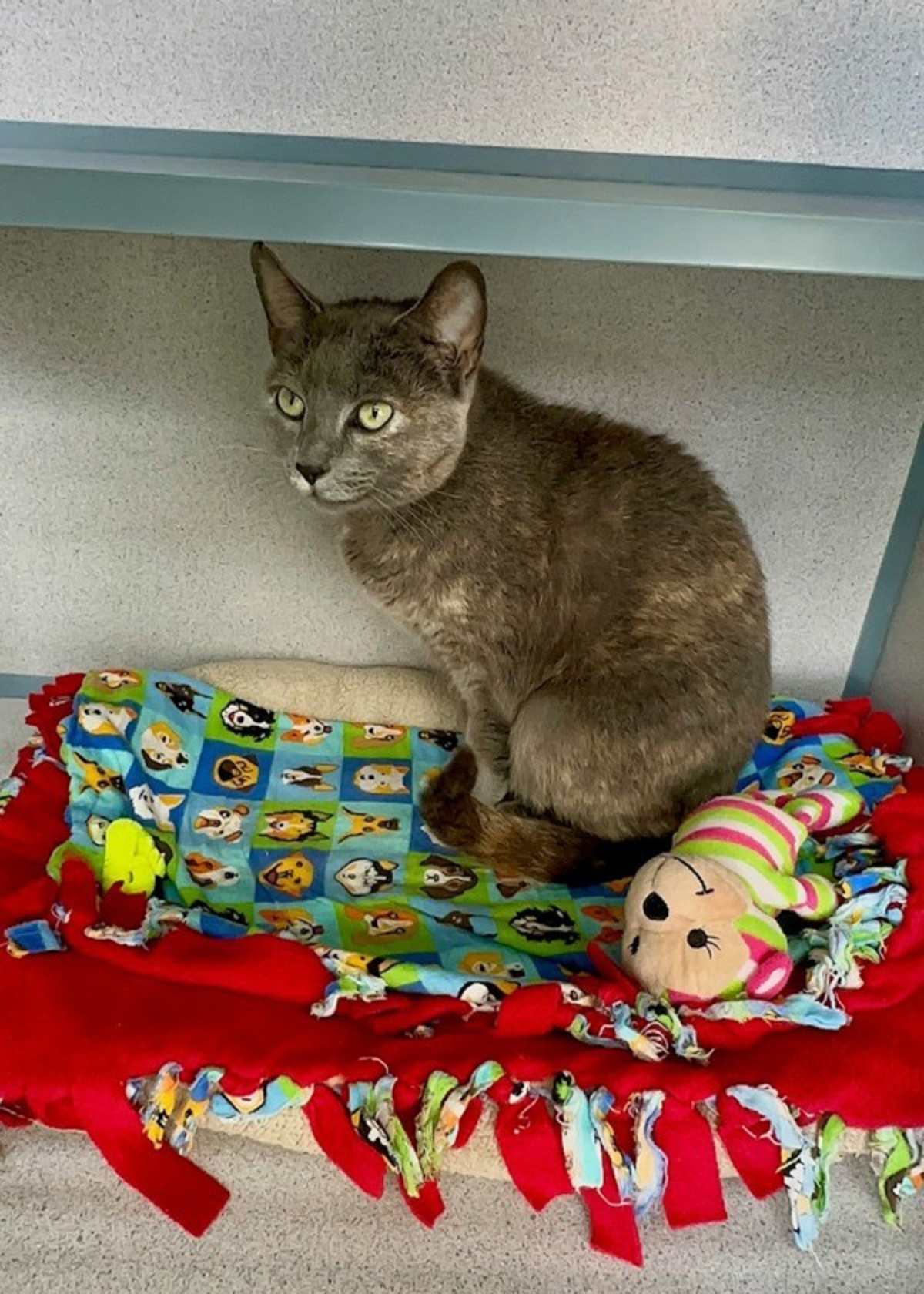 CASHMERE - Domestic Shorthair available for adoption