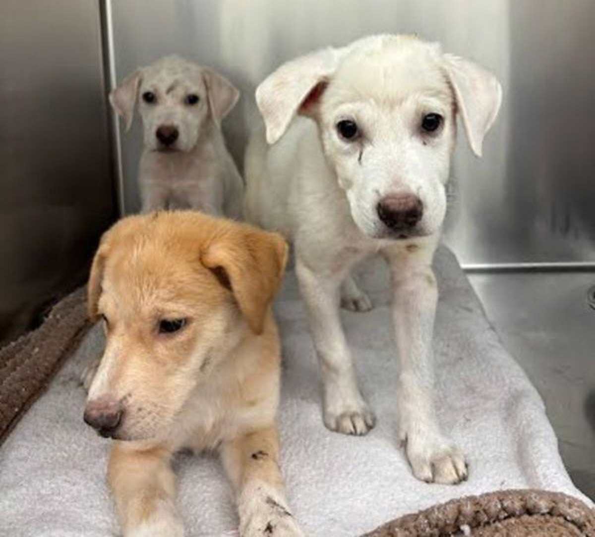 UNNAMED - Labrador Retriever available for adoption