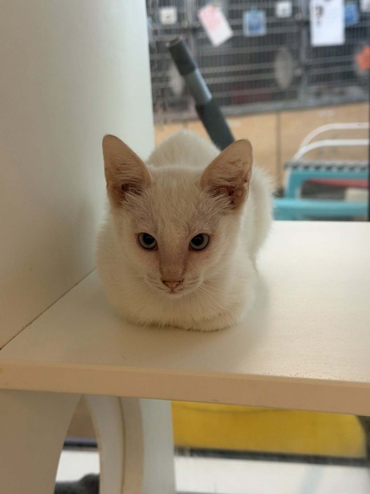 UNNAMED - Domestic Shorthair available for adoption