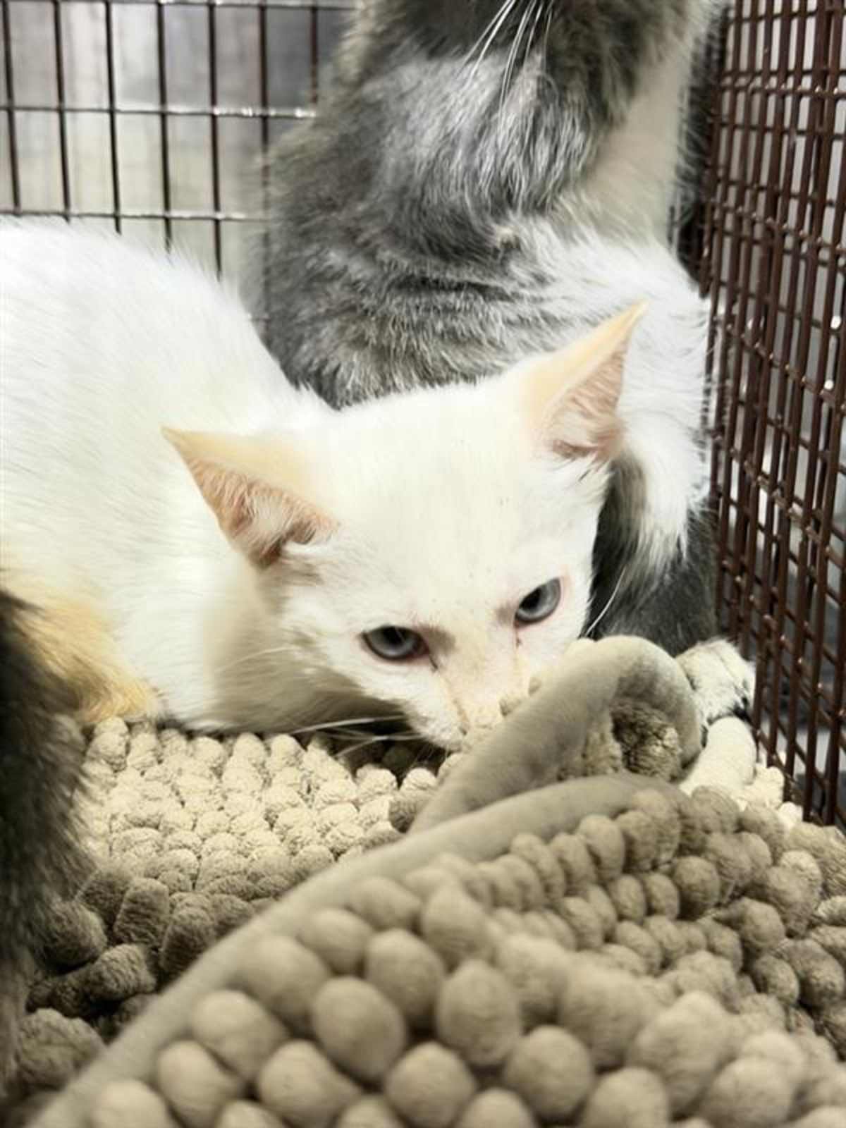 UNNAMED - Domestic Shorthair available for adoption