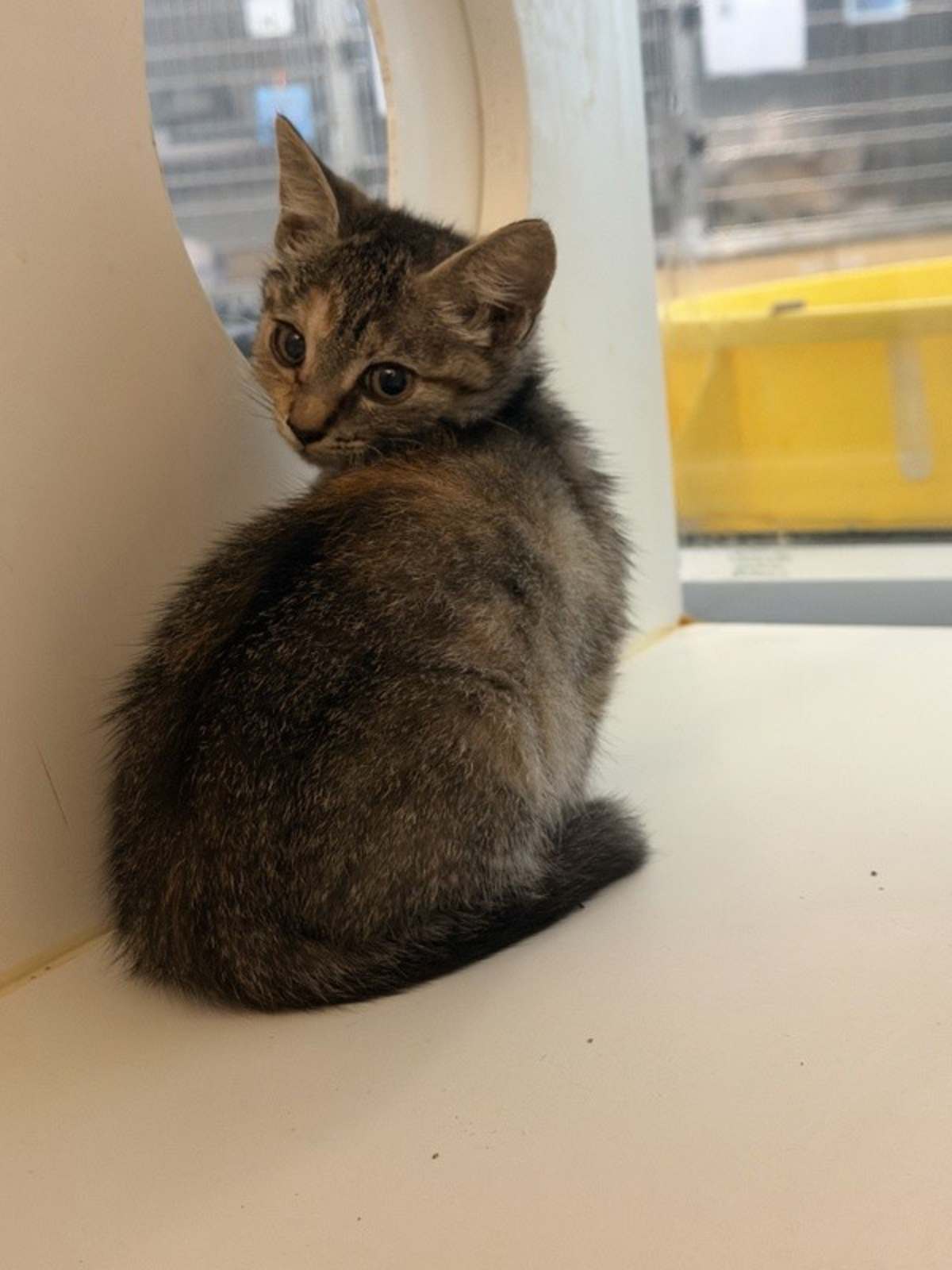UNNAMED - Domestic Shorthair available for adoption