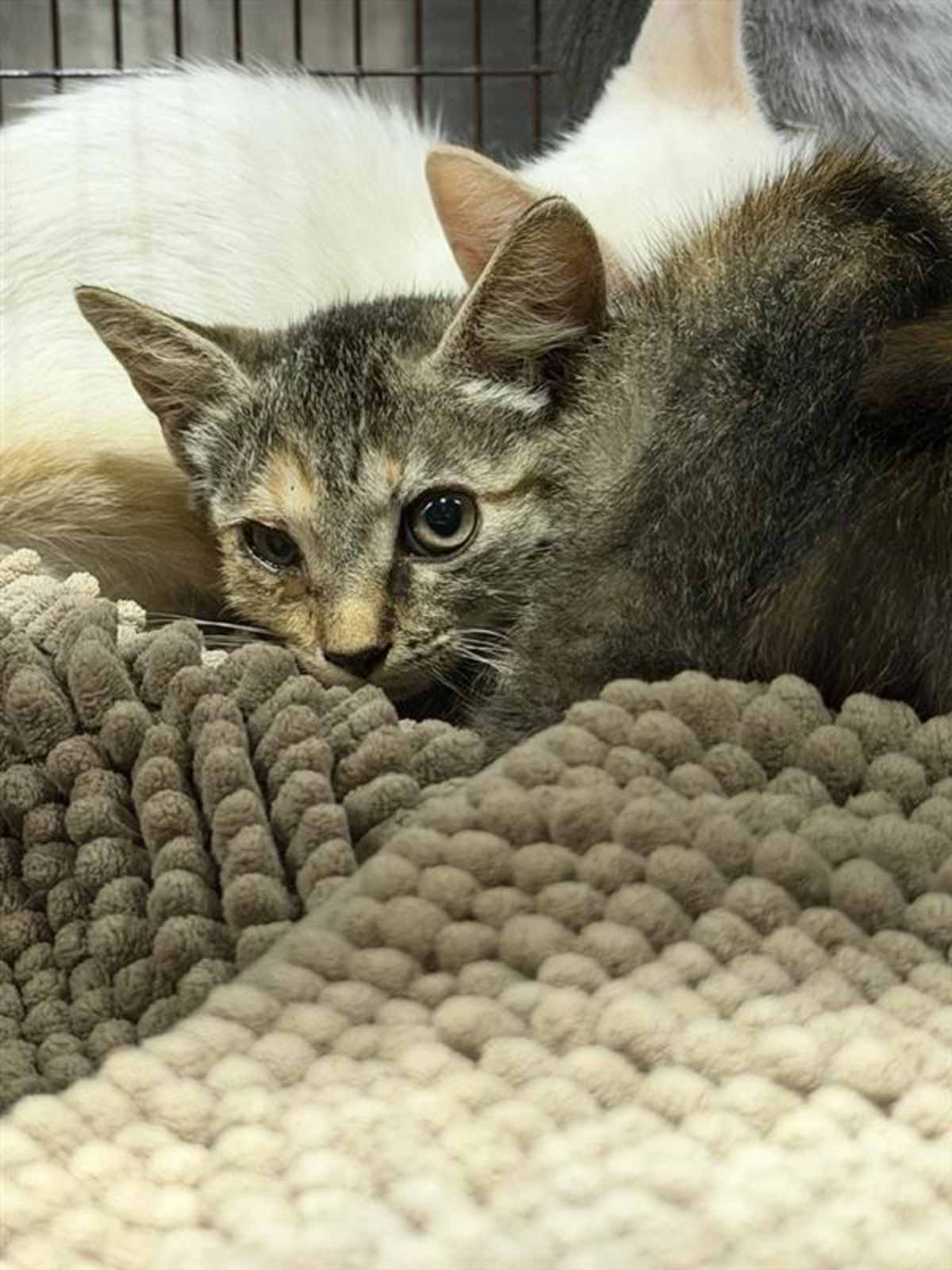 UNNAMED - Domestic Shorthair available for adoption