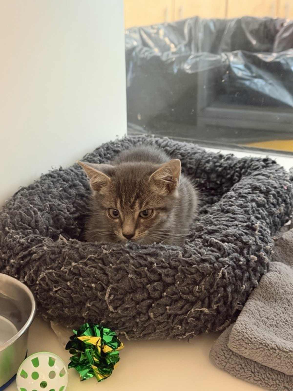 UNNAMED - Domestic Shorthair available for adoption