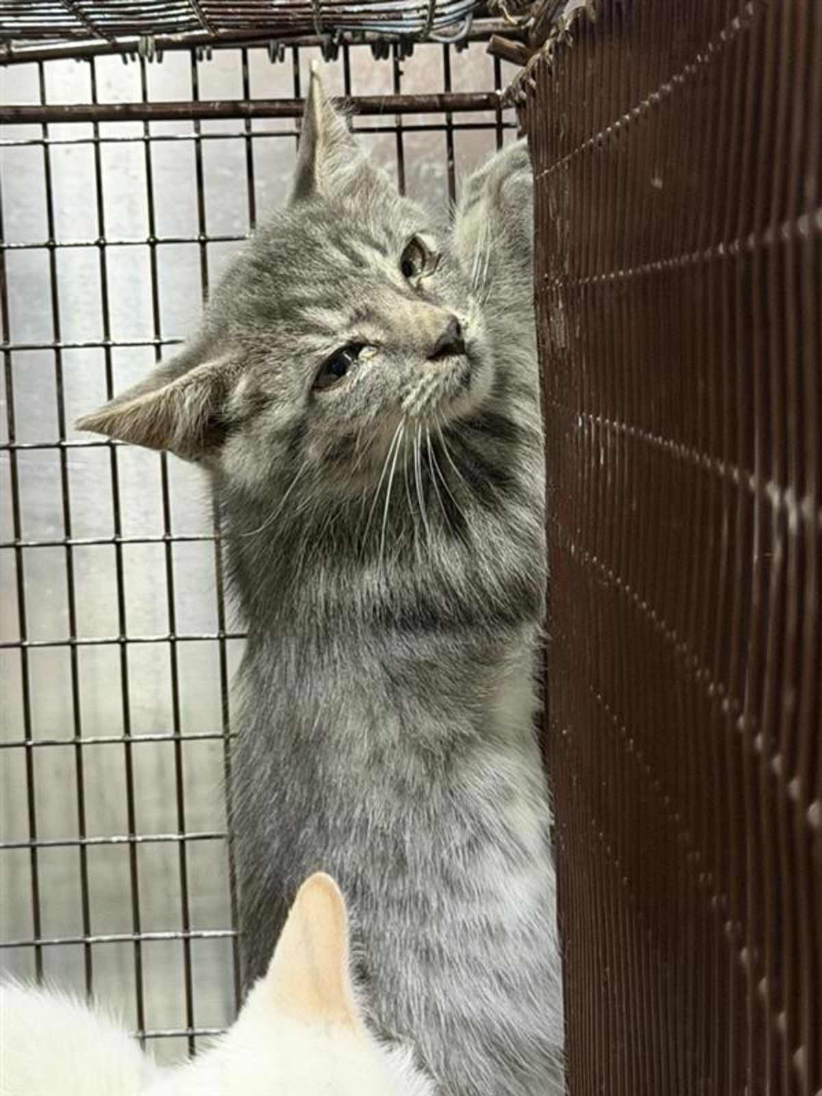 UNNAMED - Domestic Shorthair available for adoption