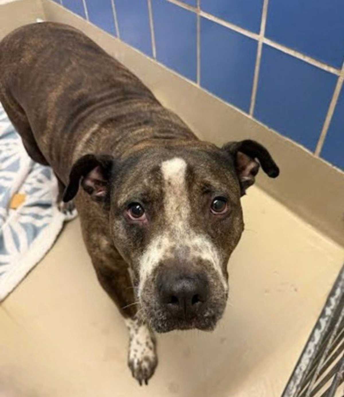 CLOVER - American Pit Bull Terrier available for adoption