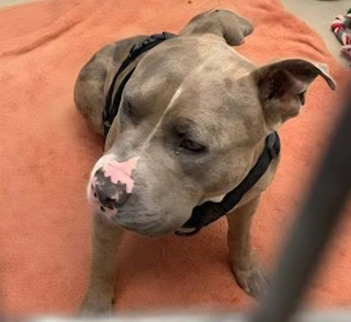 LUNAR - American Pit Bull Terrier available for adoption
