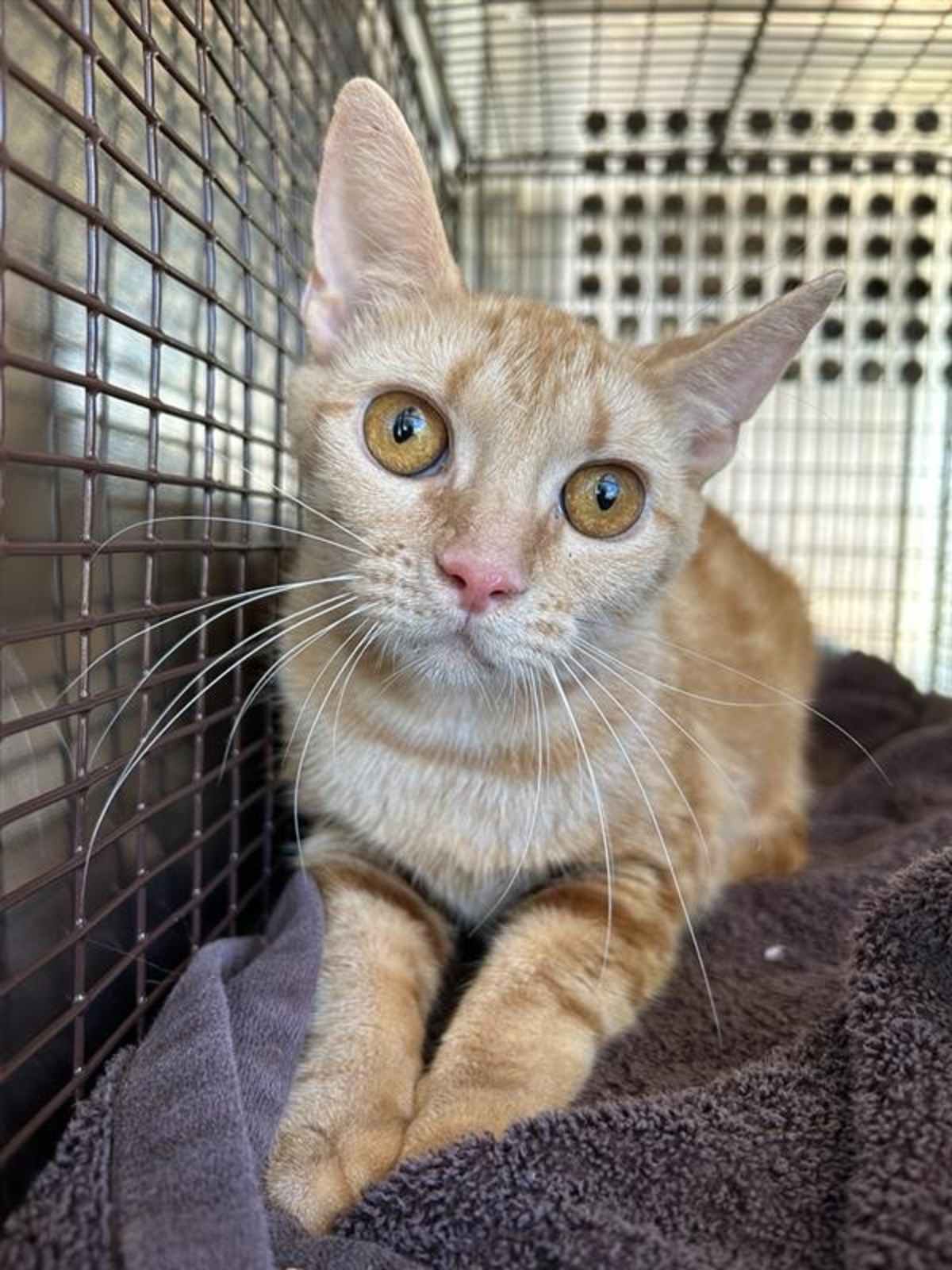 GORDITA - Domestic Shorthair available for adoption