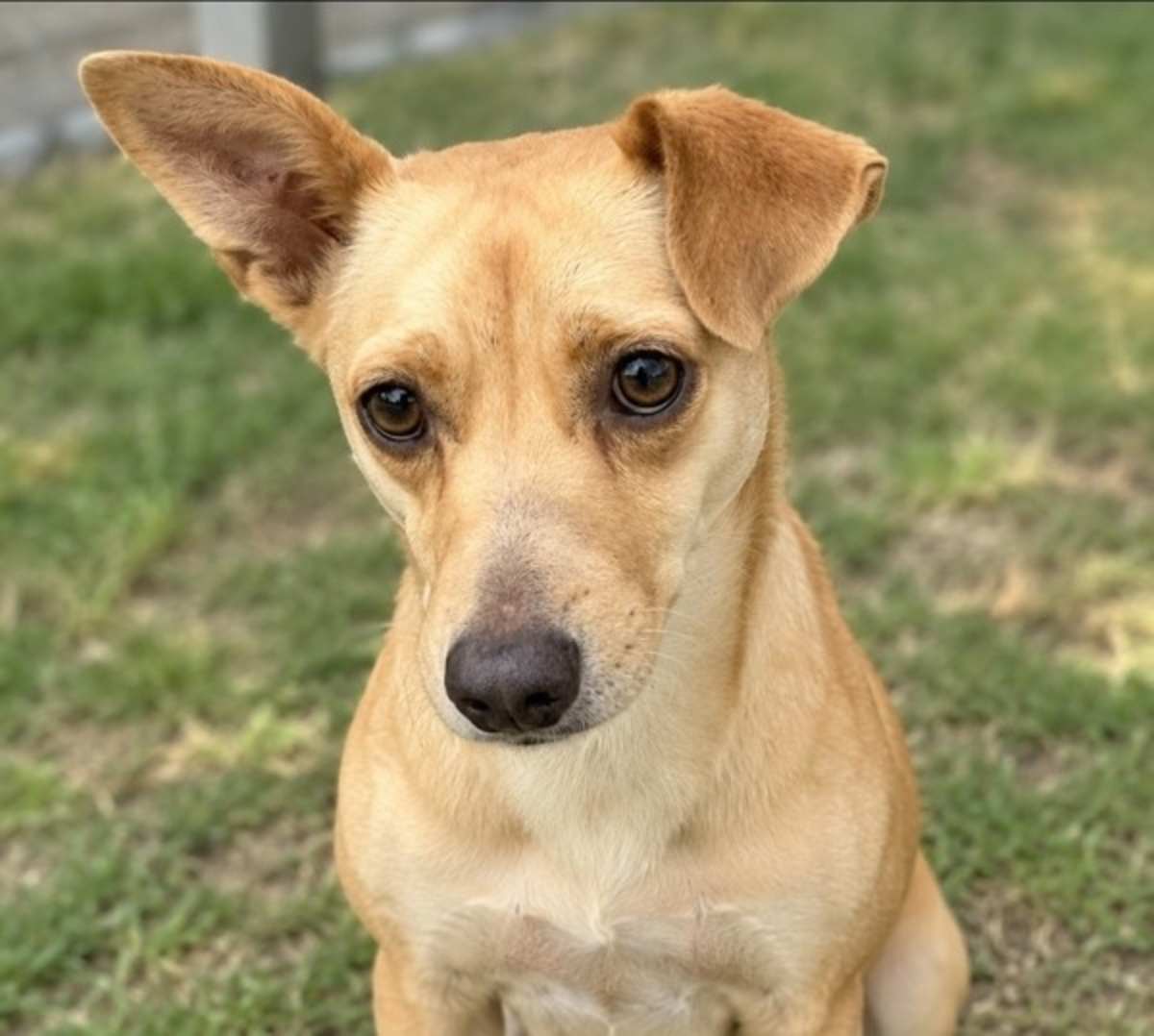 UNNAMED - Rat Terrier available for adoption