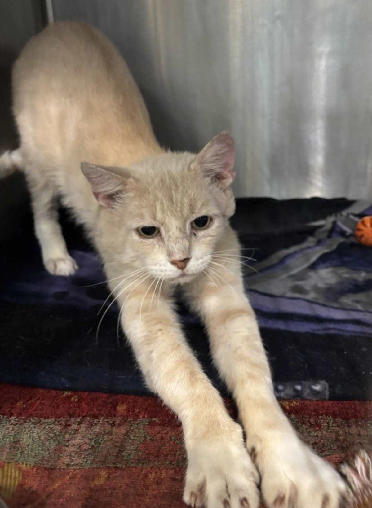 SCOOTER - Domestic Shorthair available for adoption