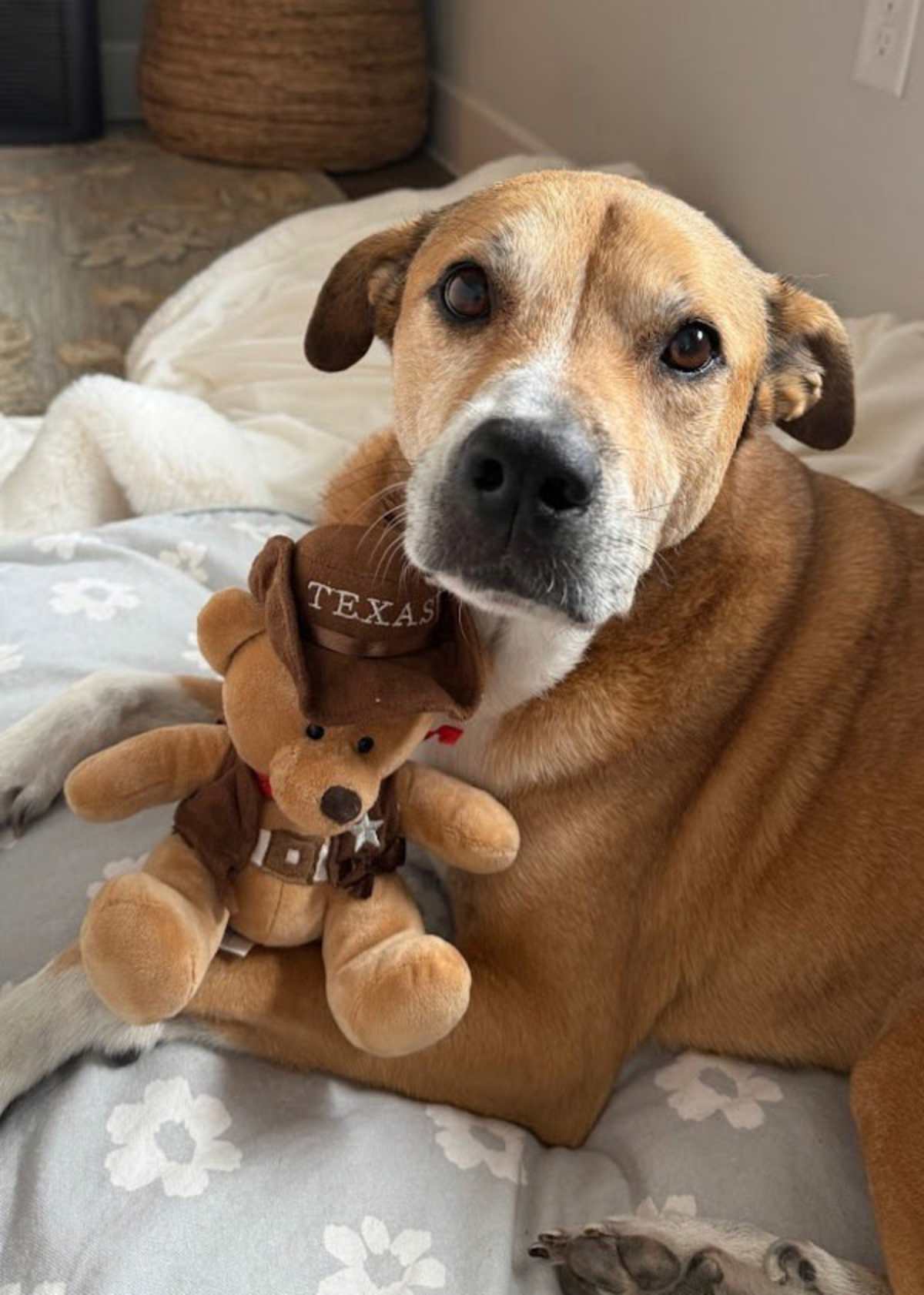 BEAU - American Staffordshire Terrier available for adoption
