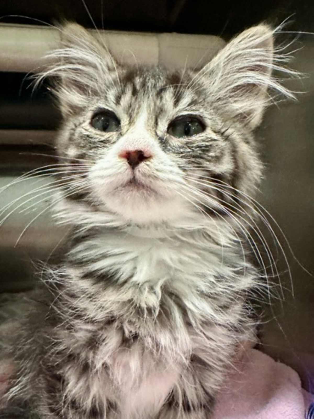 BURRITO - Domestic Mediumhair available for adoption