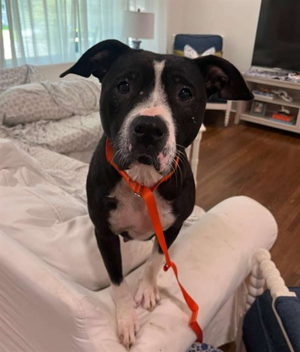 FLICKA - American Pit Bull Terrier available for adoption