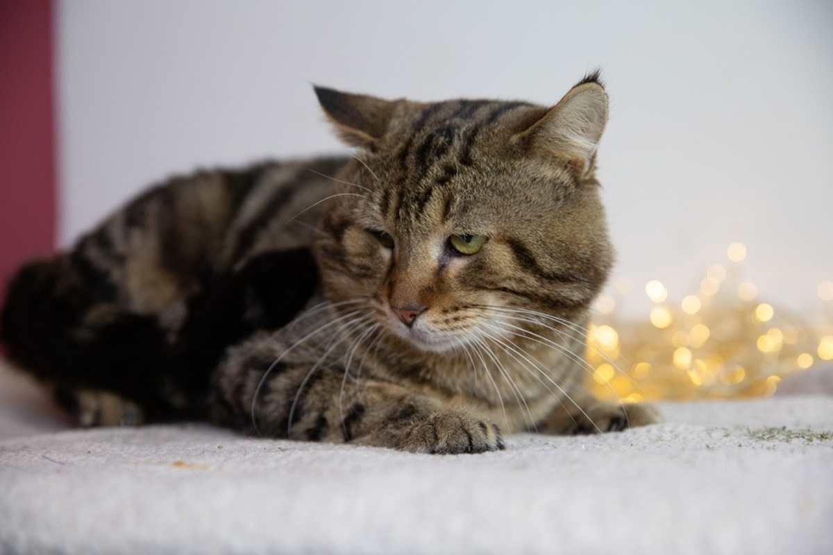 BEAR CLAW - Domestic Shorthair available for adoption