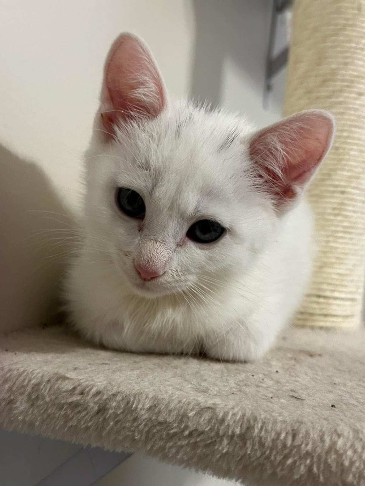 COLBY - Domestic Shorthair available for adoption