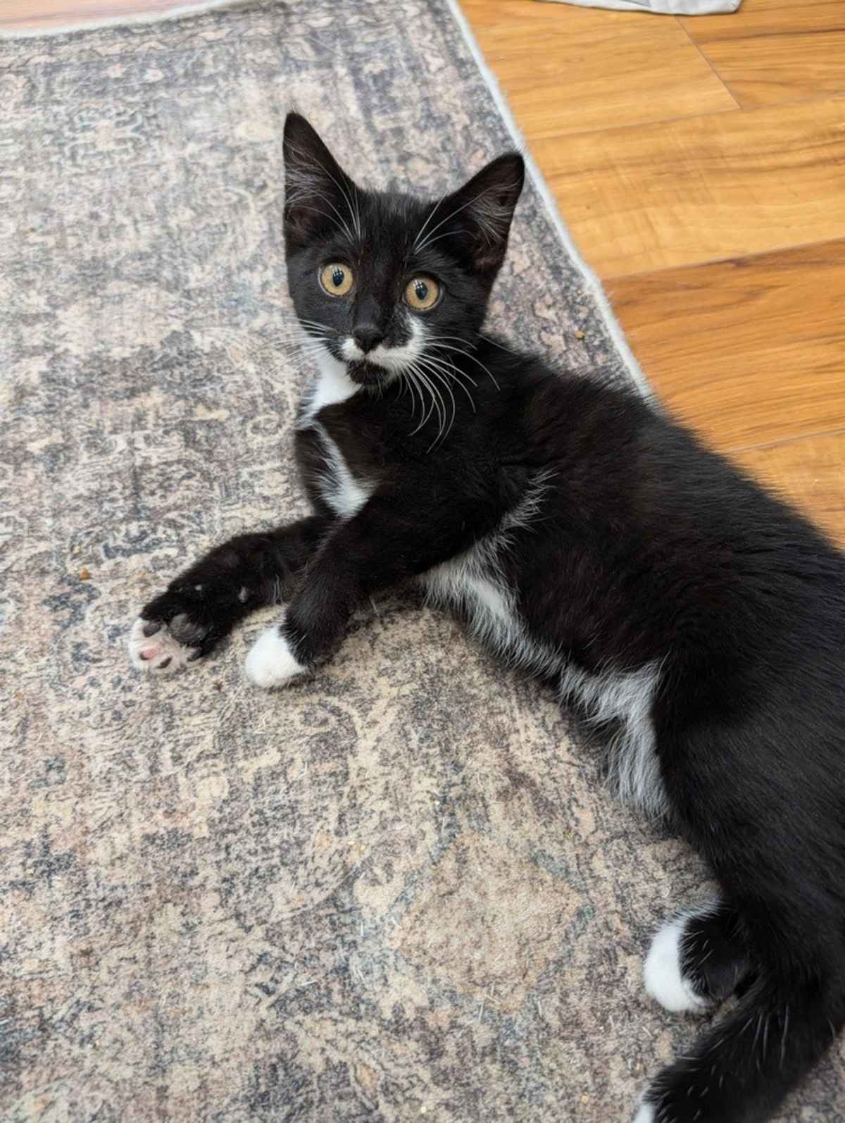 SCARECROW - Domestic Shorthair available for adoption