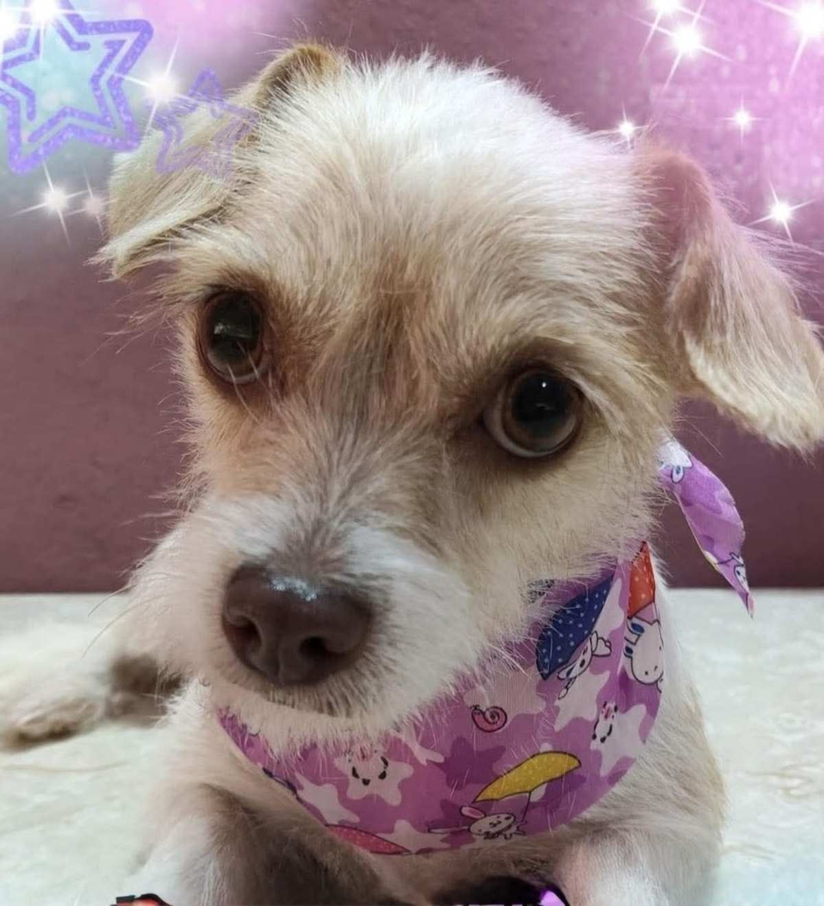 CAMILA - Shih Tzu / Chihuahua available for adoption